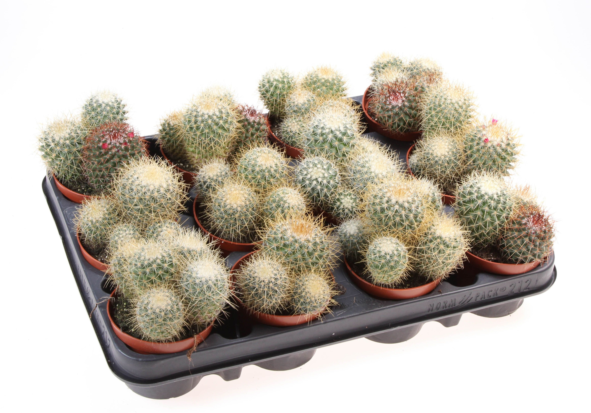 Mammillaria pringley geel, D 8,5 cm