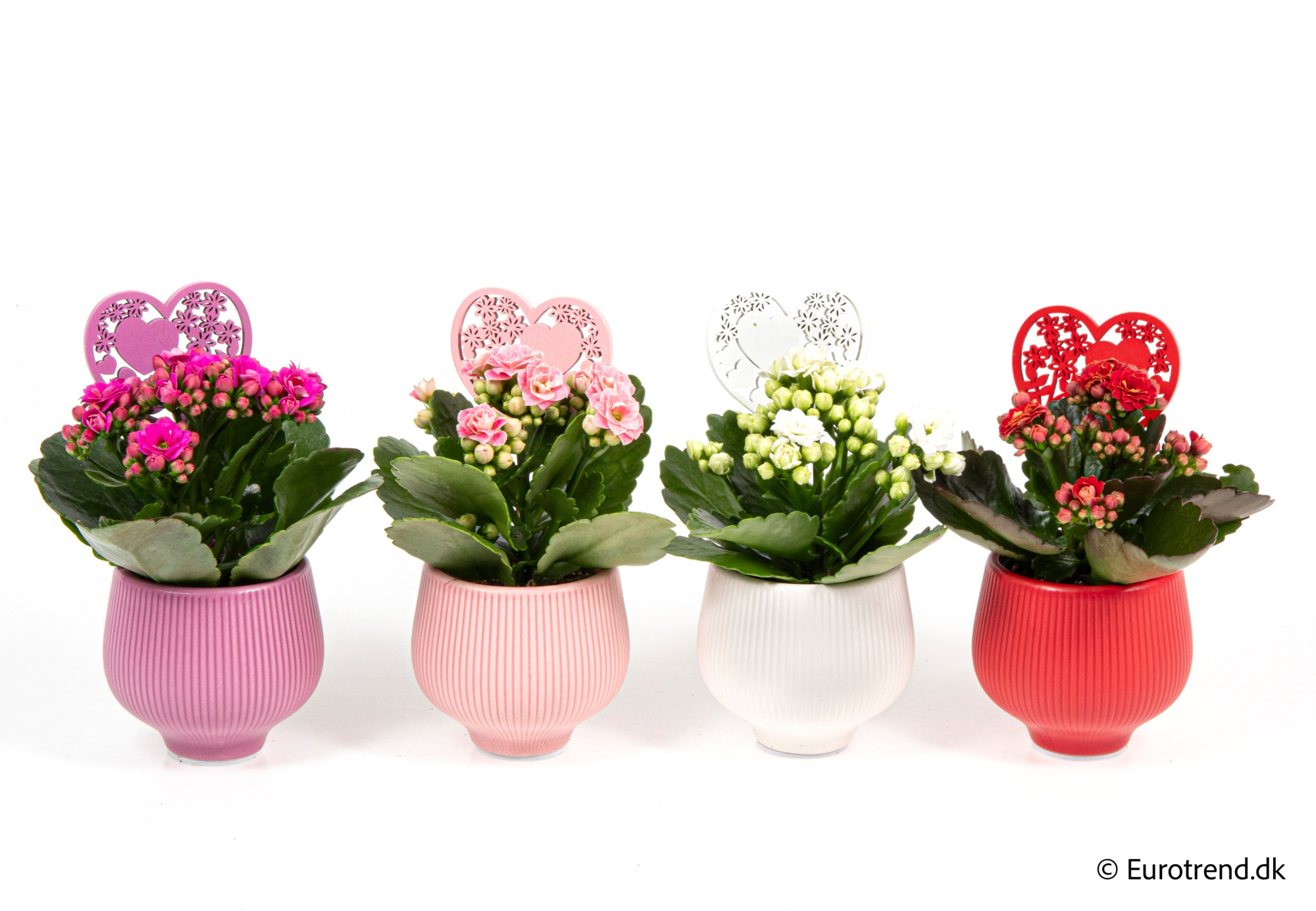 Kalanchoe Roseflowers in Valentine ceramic 2026, D 6