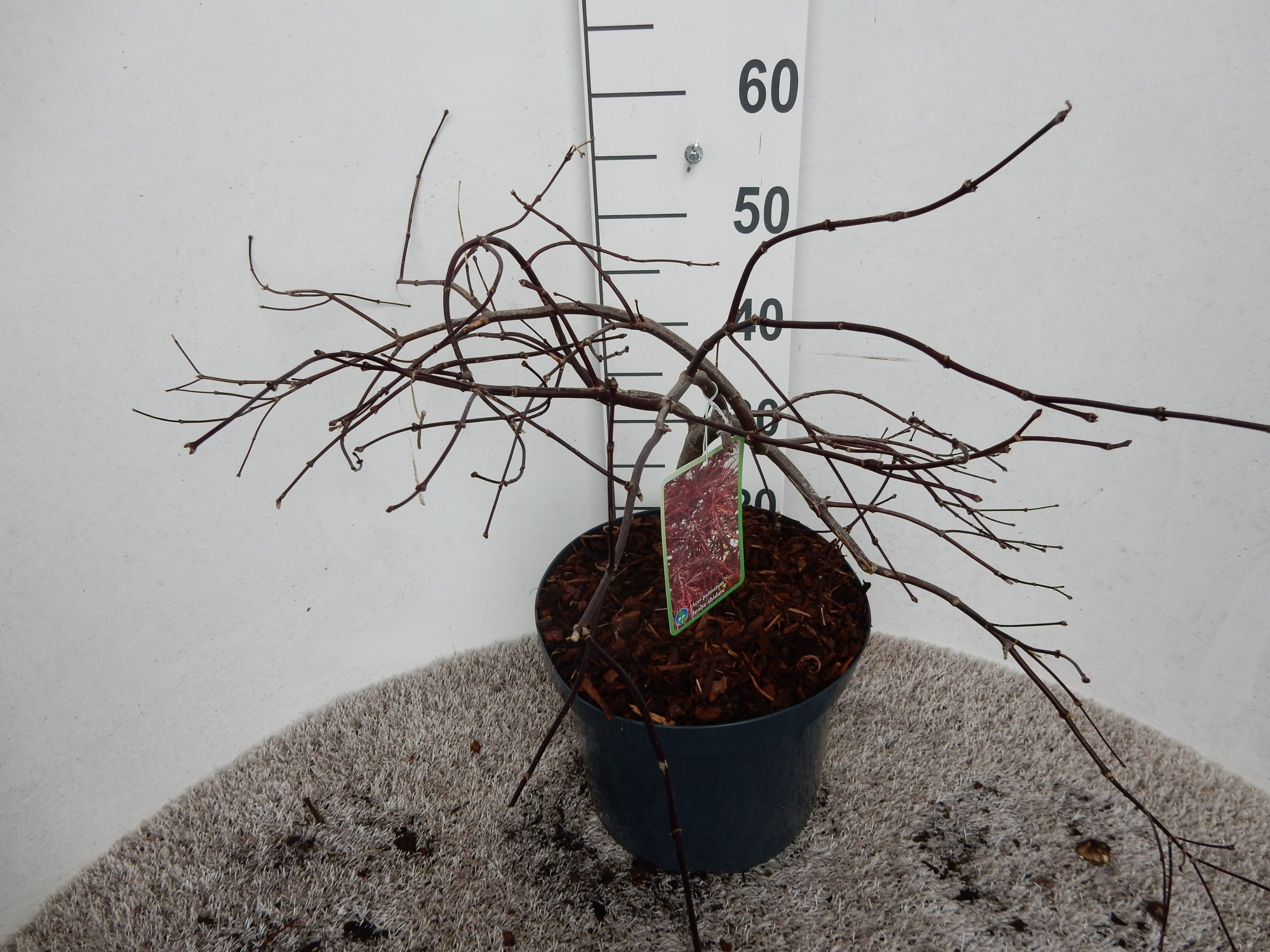 Acer palm. Garnet 40-50 P28, D 28