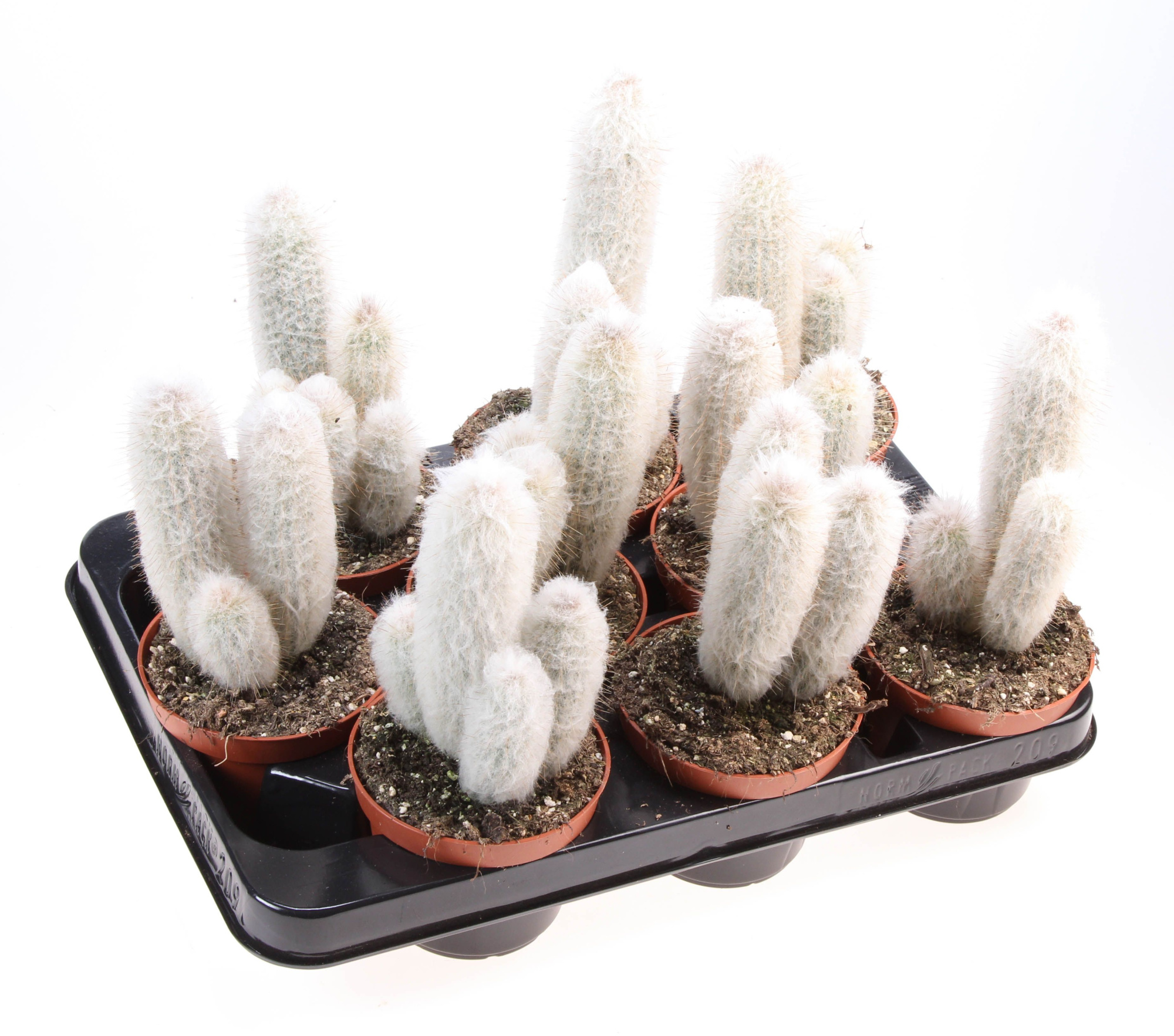 Austrocephalocereus dybowskii, D 10,5 cm