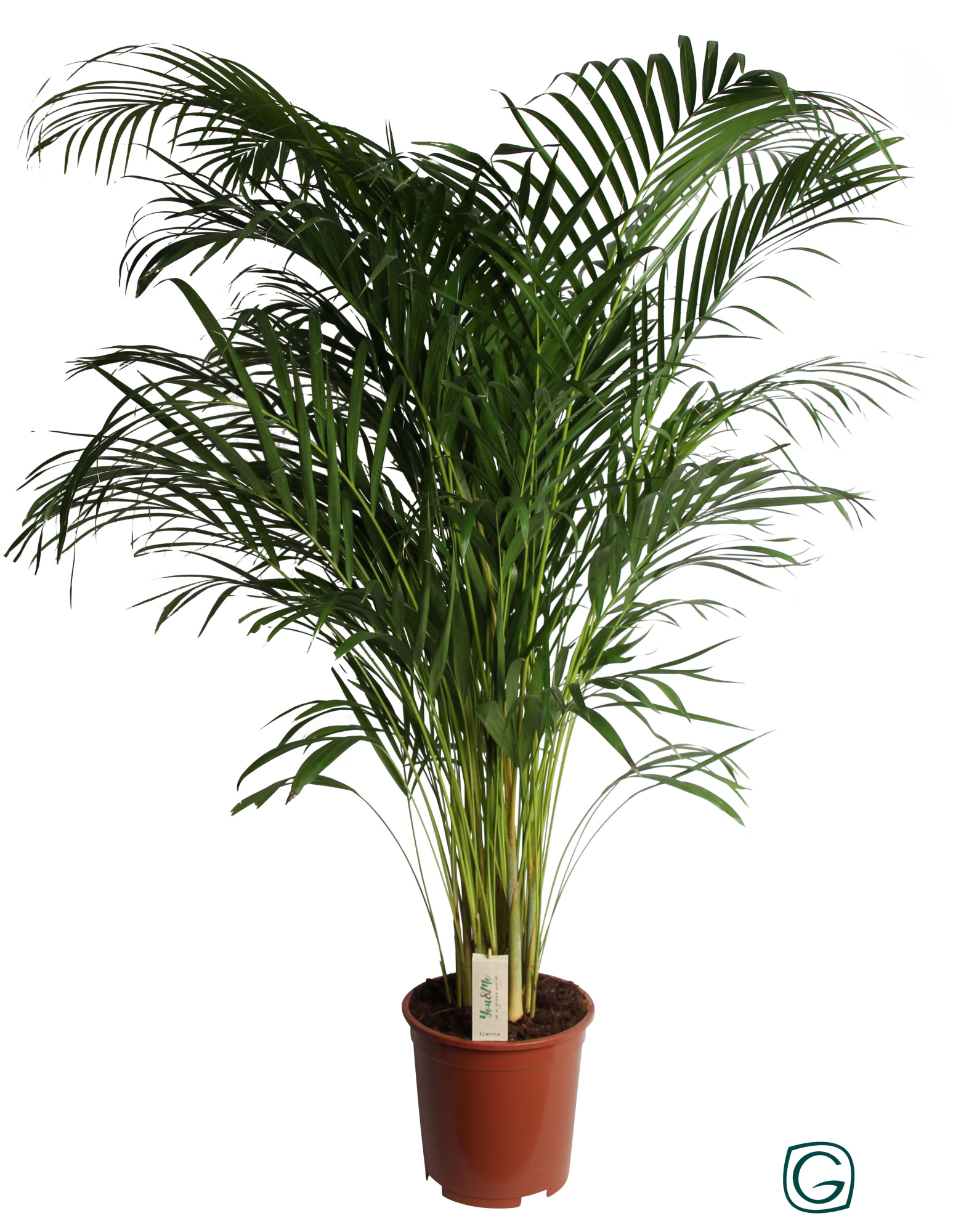 Dypsis Lutescens (Areca) P27, D 27 cm