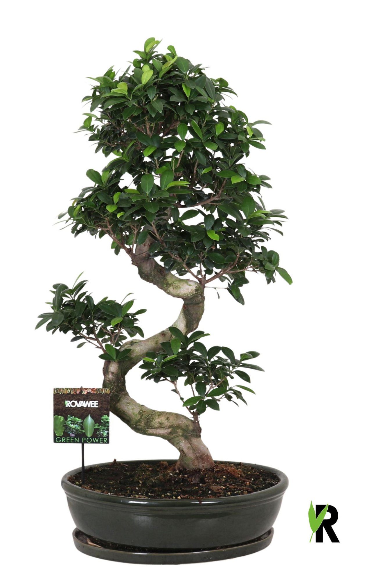 Ficus micr. S-type in keram.ovaal schaal met schotel groen, D 50