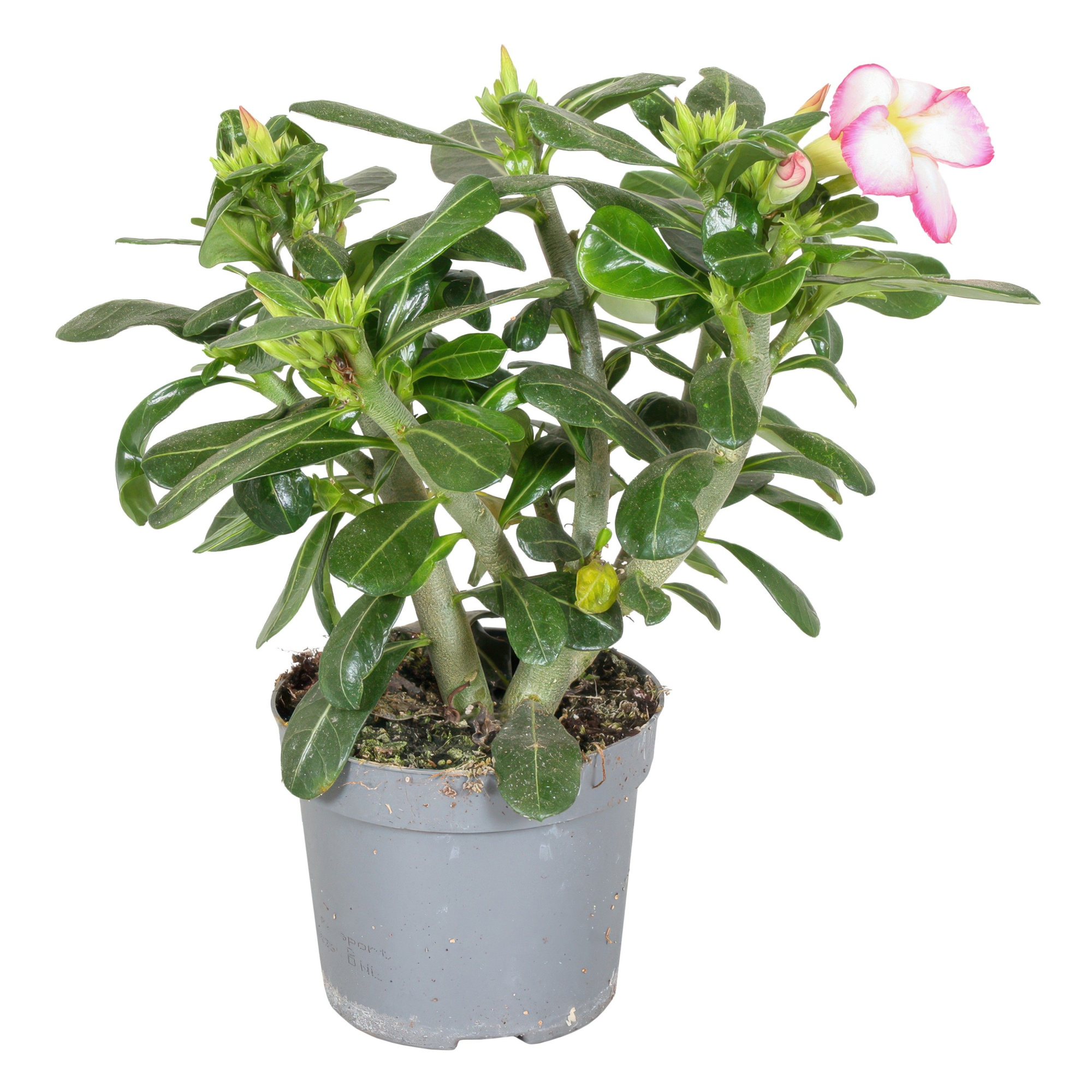 Adenium Obesum Pink Star 13cm, D 13 cm