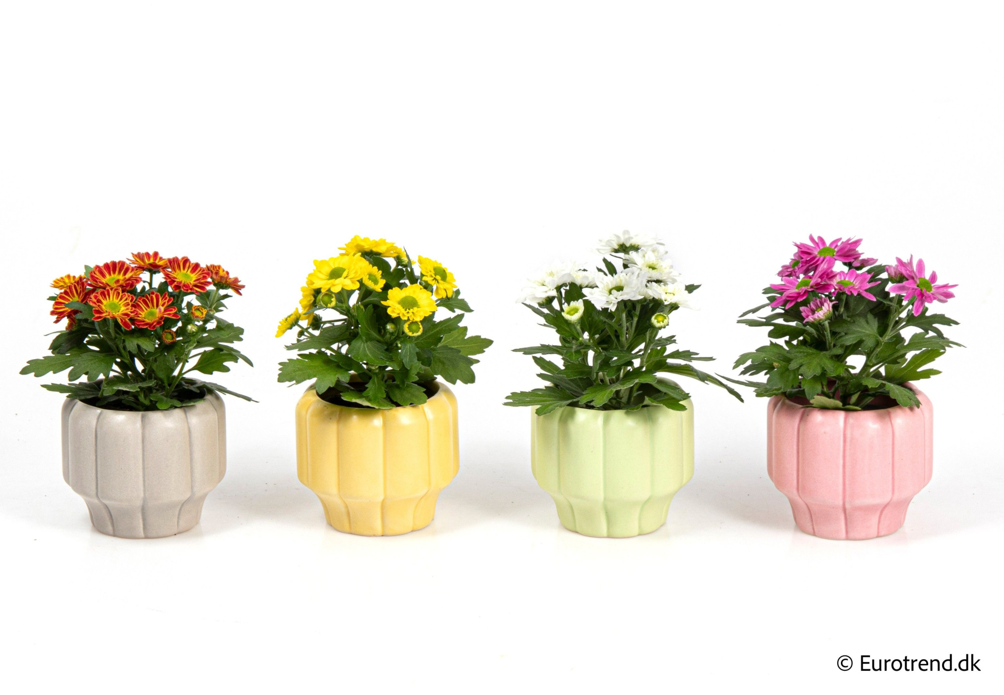 Chrysanthemum in ceramic - Spring, Summer & Autumn 2025, D 6 cm