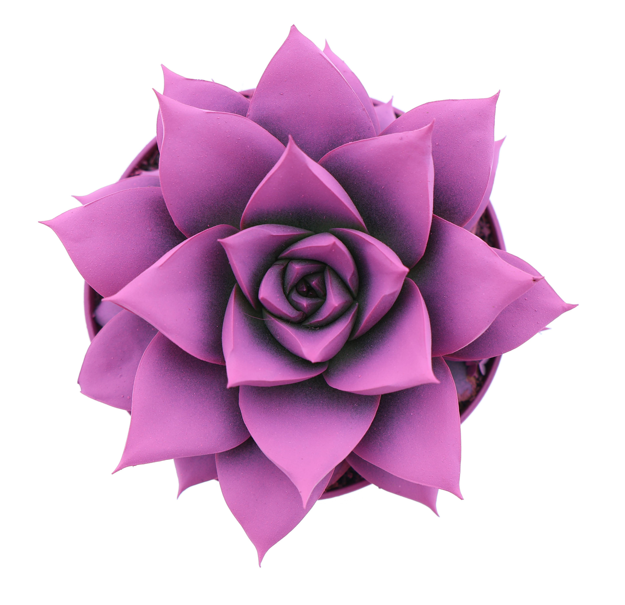 Rainbow purper cerise 246, D 8,5 cm