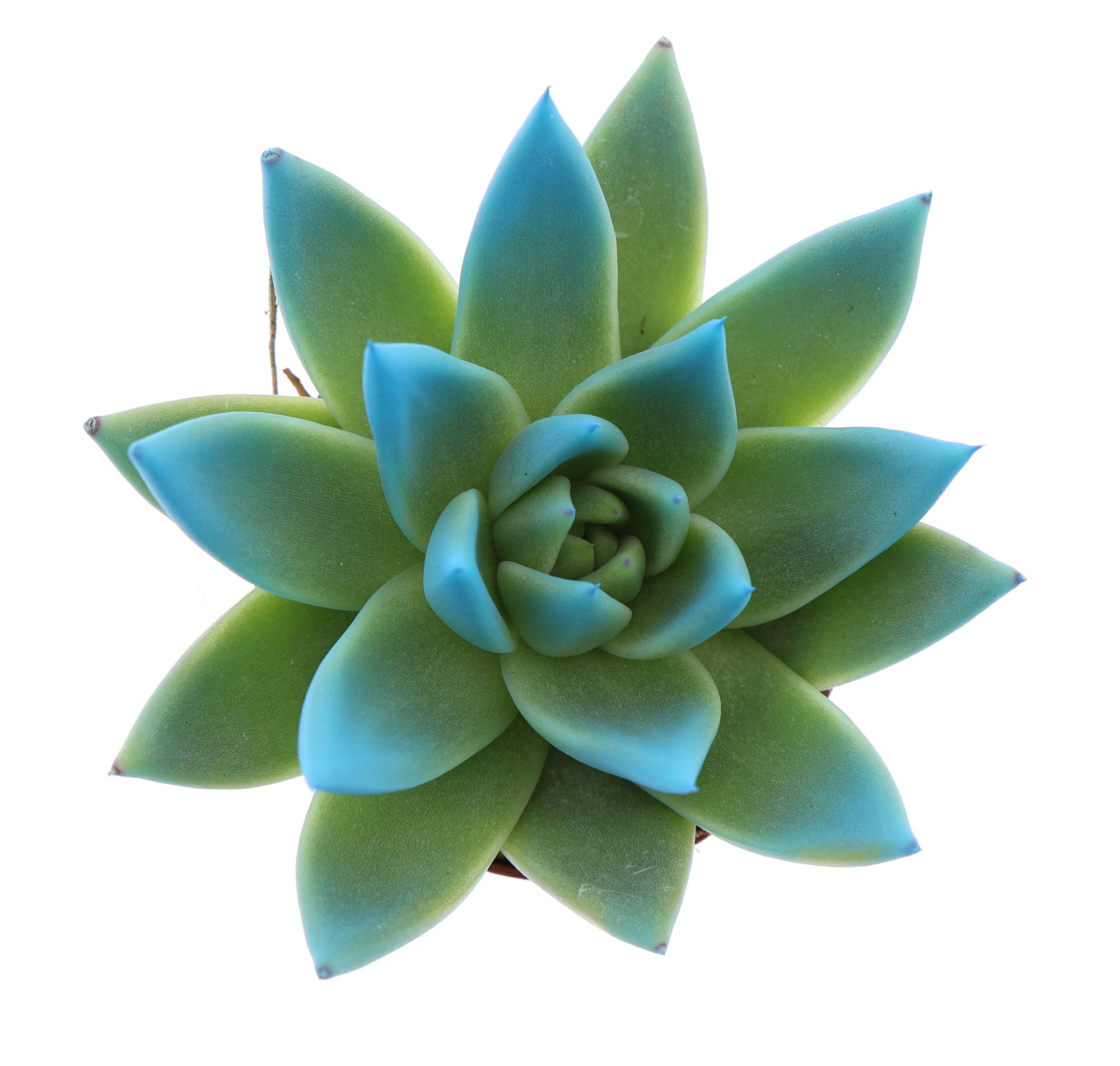 Miranda tips mint, D 6 cm