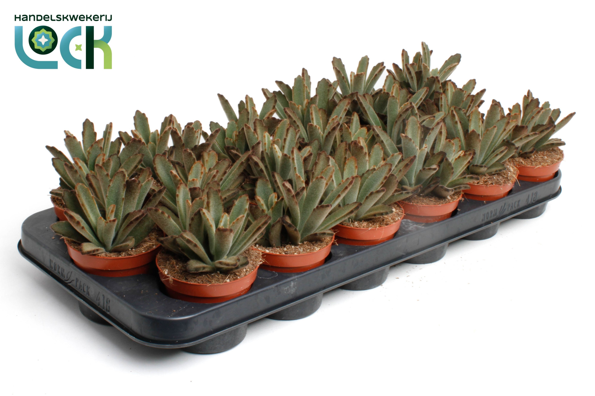 Kalanchoe Tomentosa Aida, D 8,5