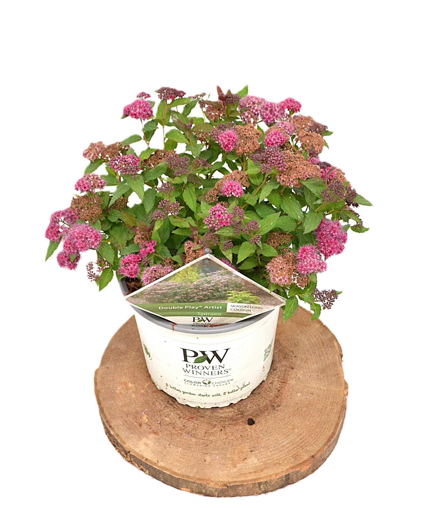 Spirea japonica Double Play Artist C3, D 19