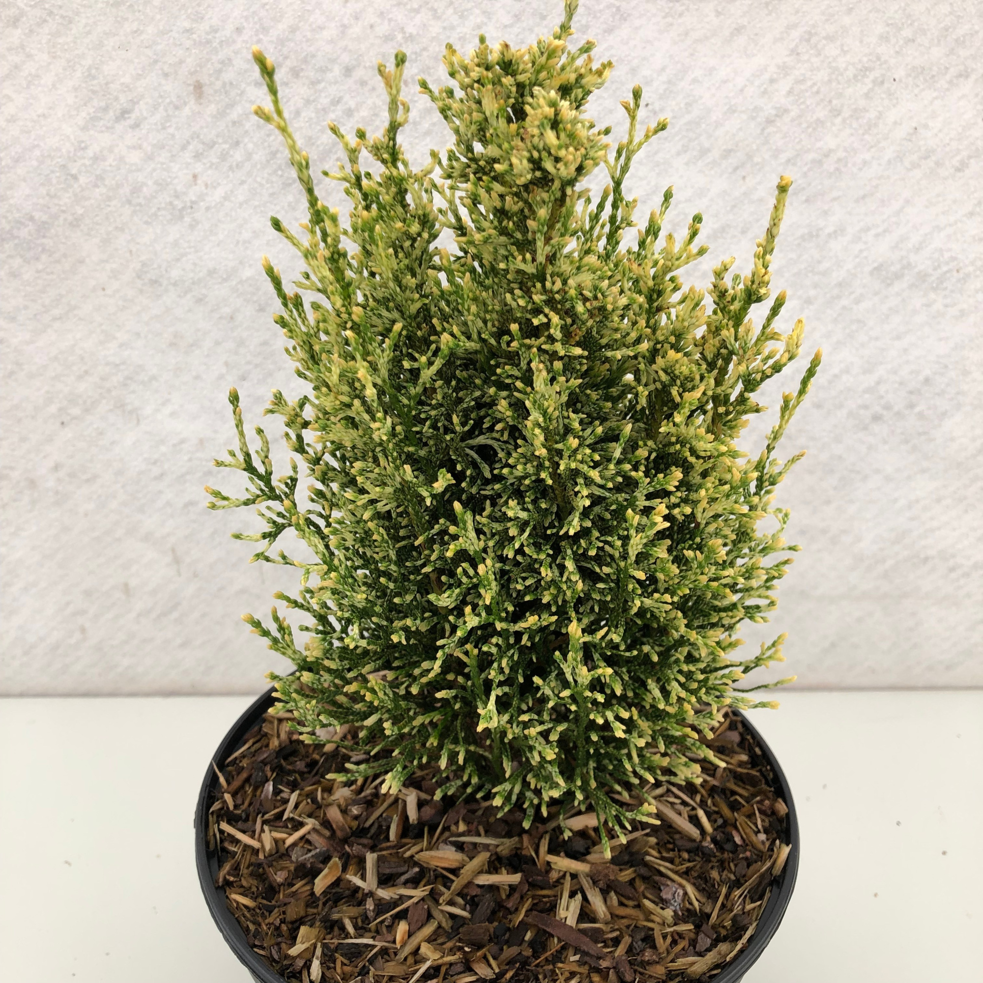 Thuja occidentalis 'Miss Frosty', D 19