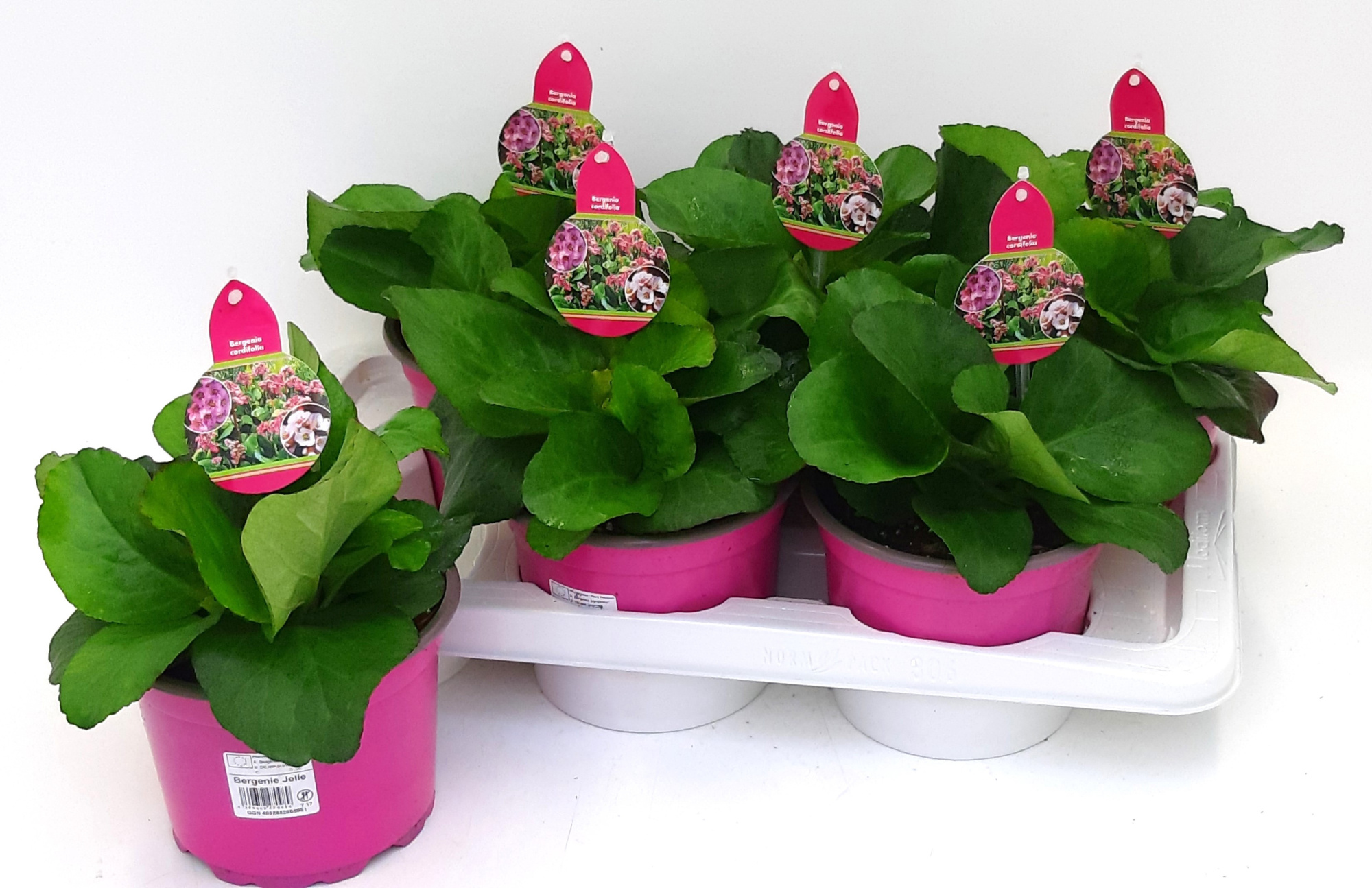 Bergenia Abendkristall - Nachtkristall T17 (ohne Blüte), D 17 cm