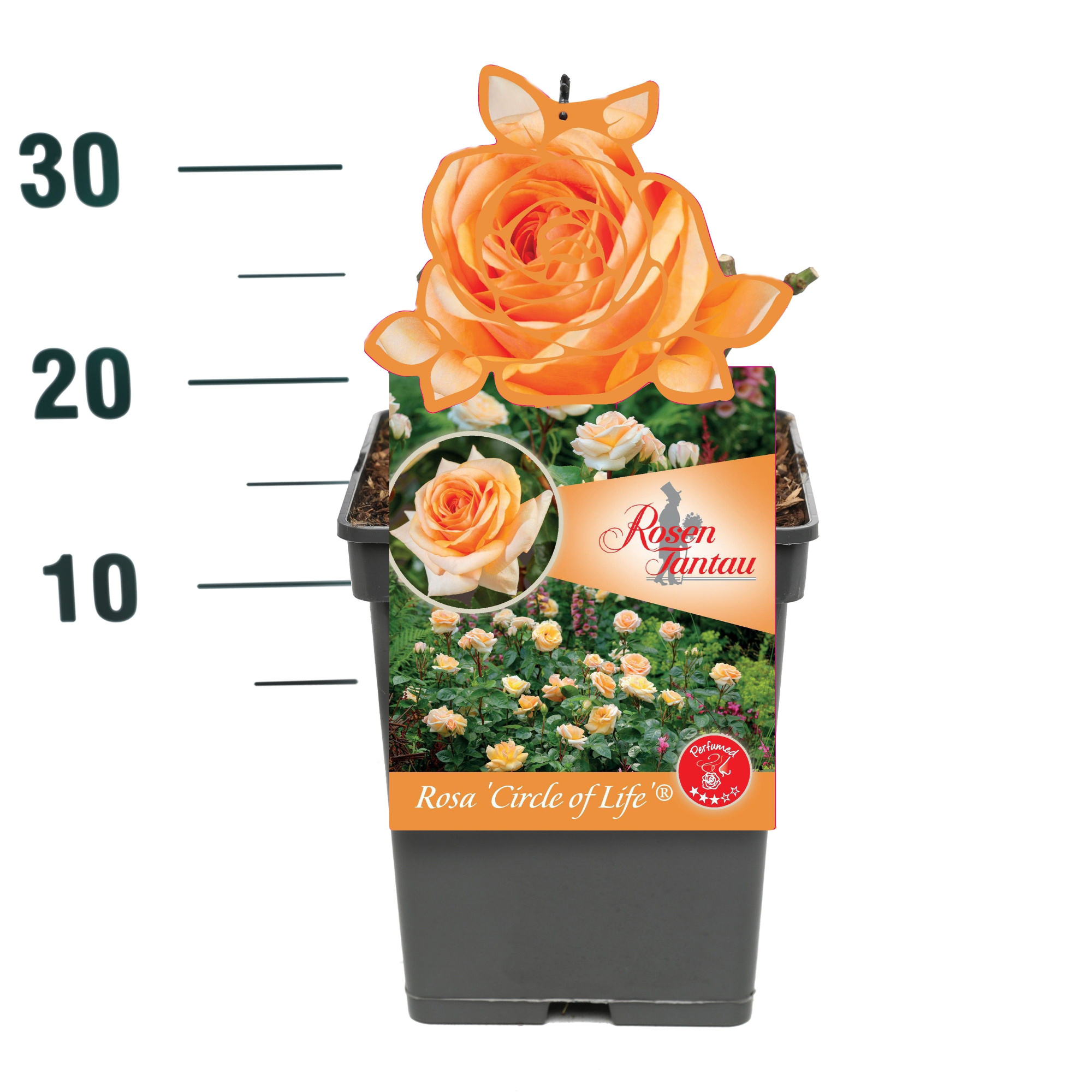 Rosa 'Circle of Life' - Struik - VP5 - Tantau Premium, D 23