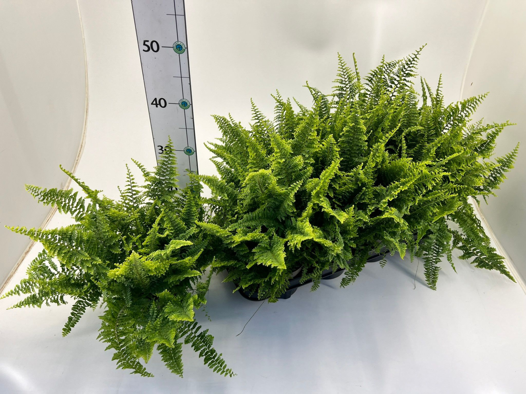 Farn/ Nephrolepis 'Fluffy Ruffles', D 12