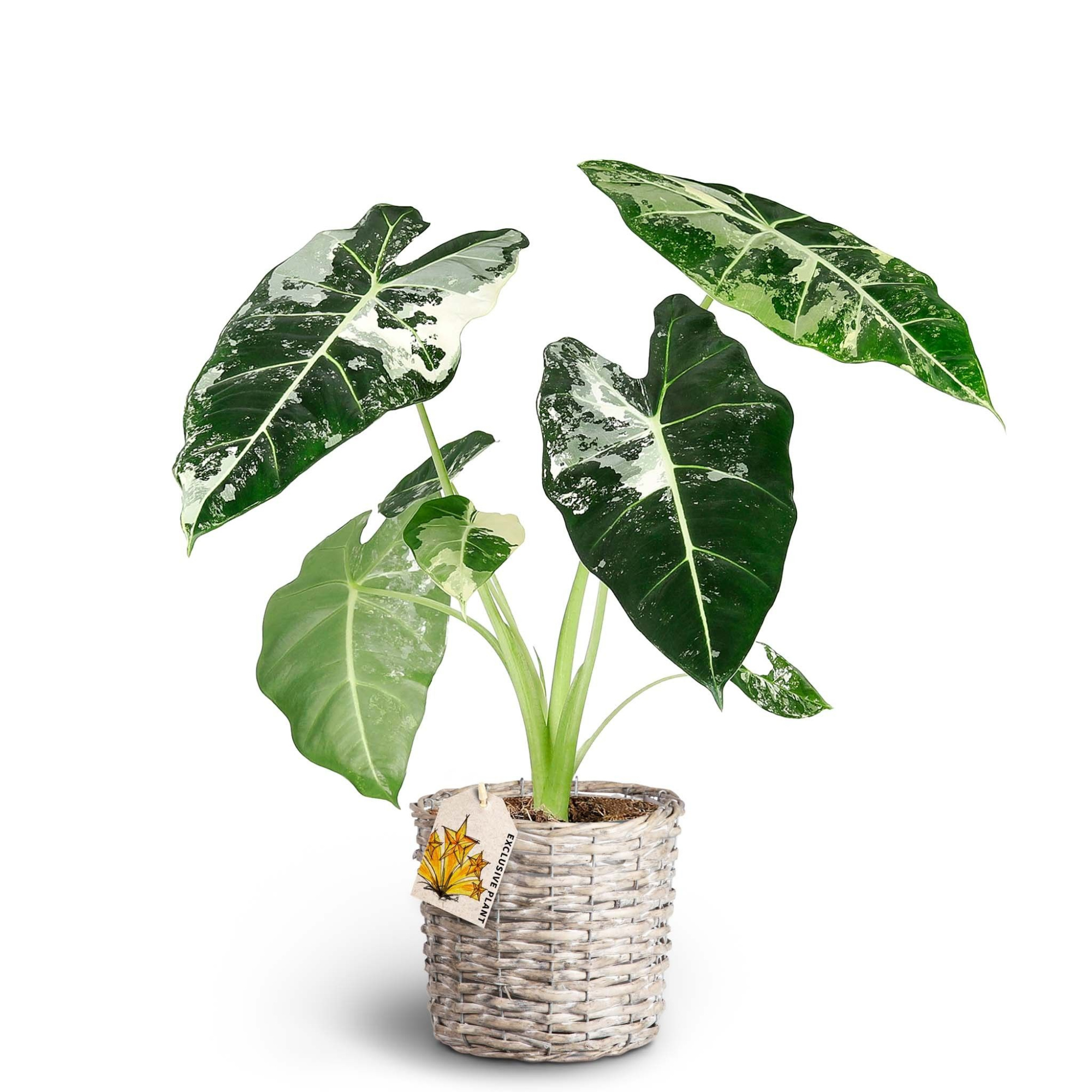 Basket, Alocasia ´Frydek Variegata', D 19