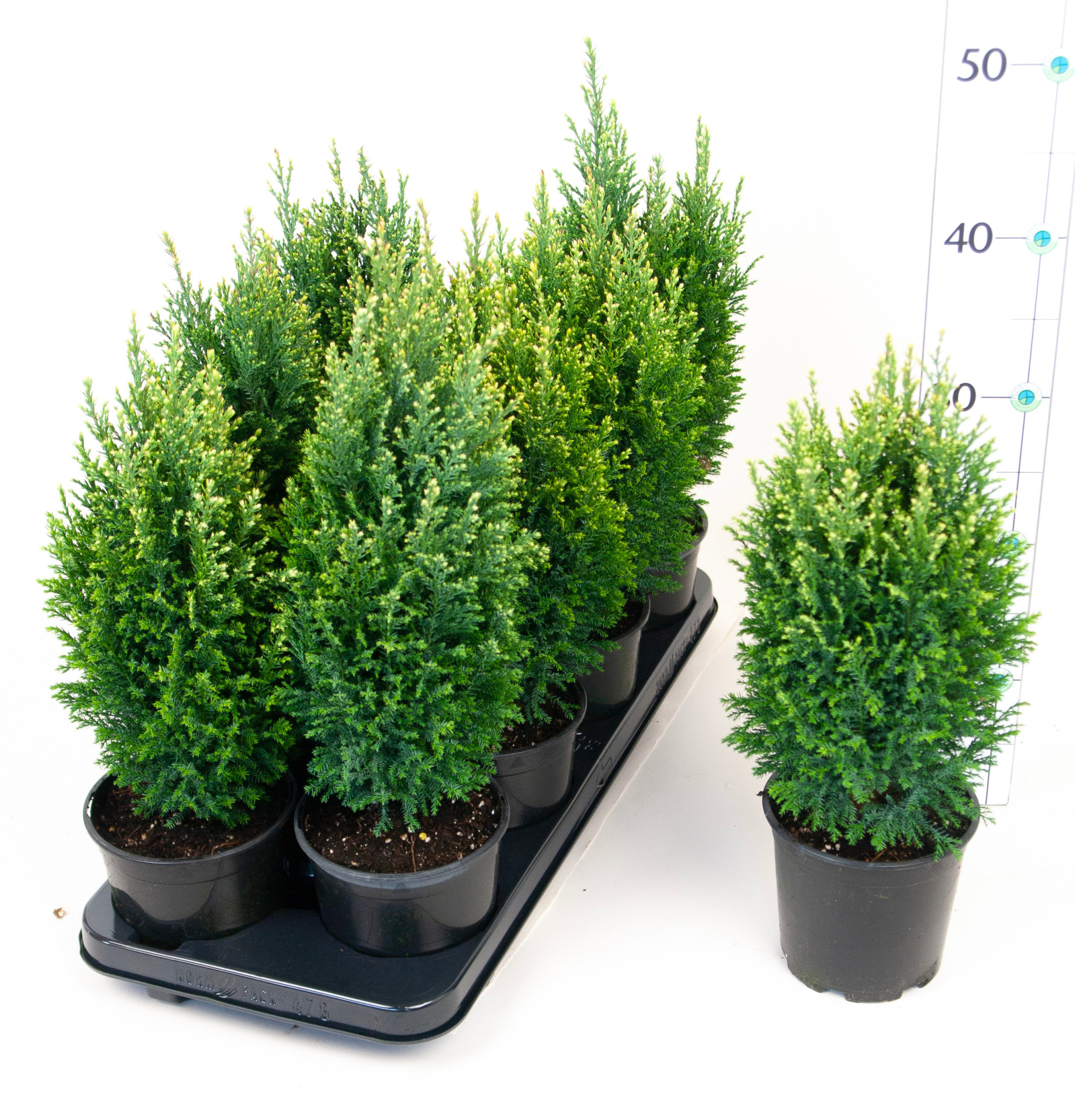 Chamaecyparis laws. 'Snow White' T13, D 13 cm