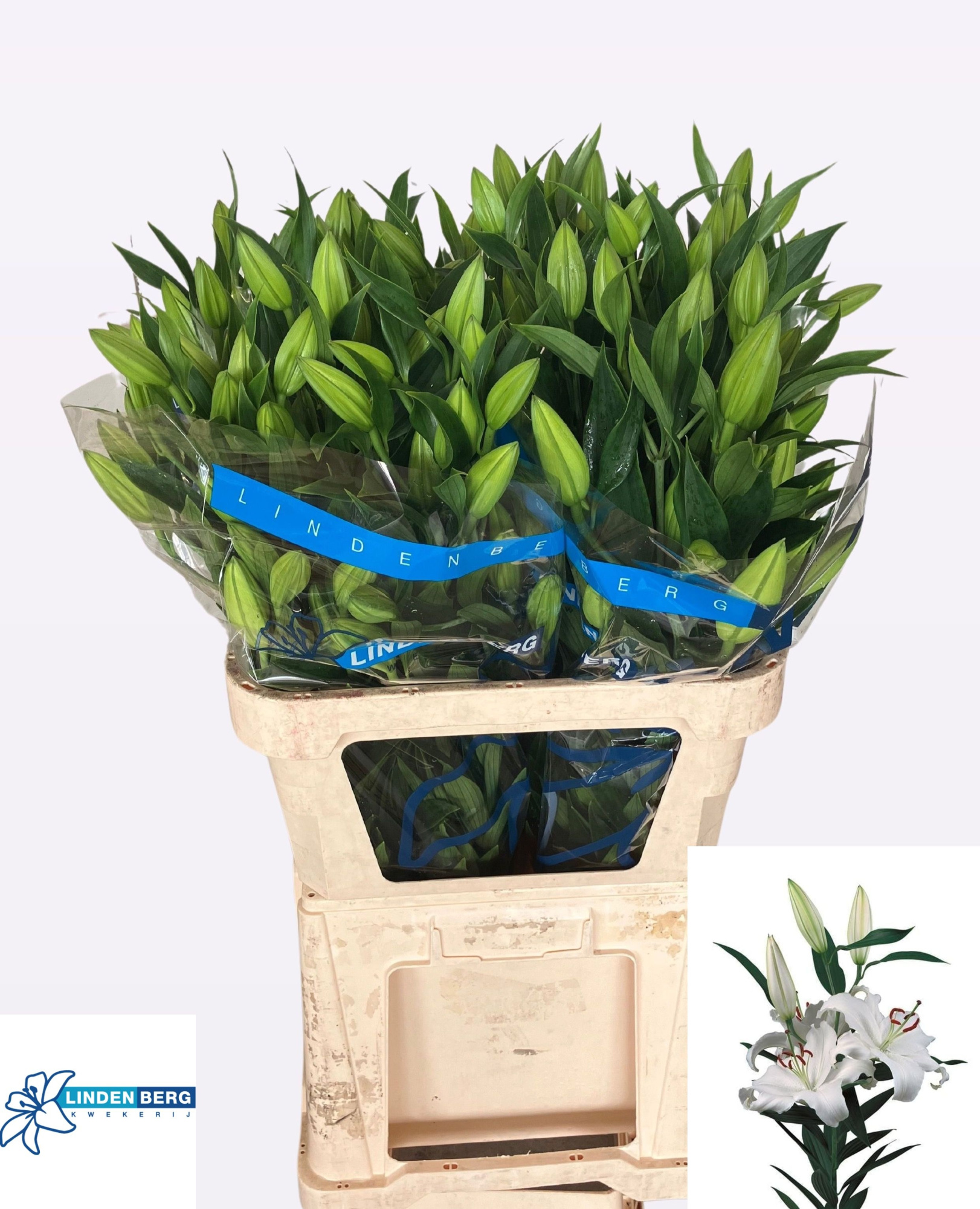 Лилия Сантандер 80, шт.