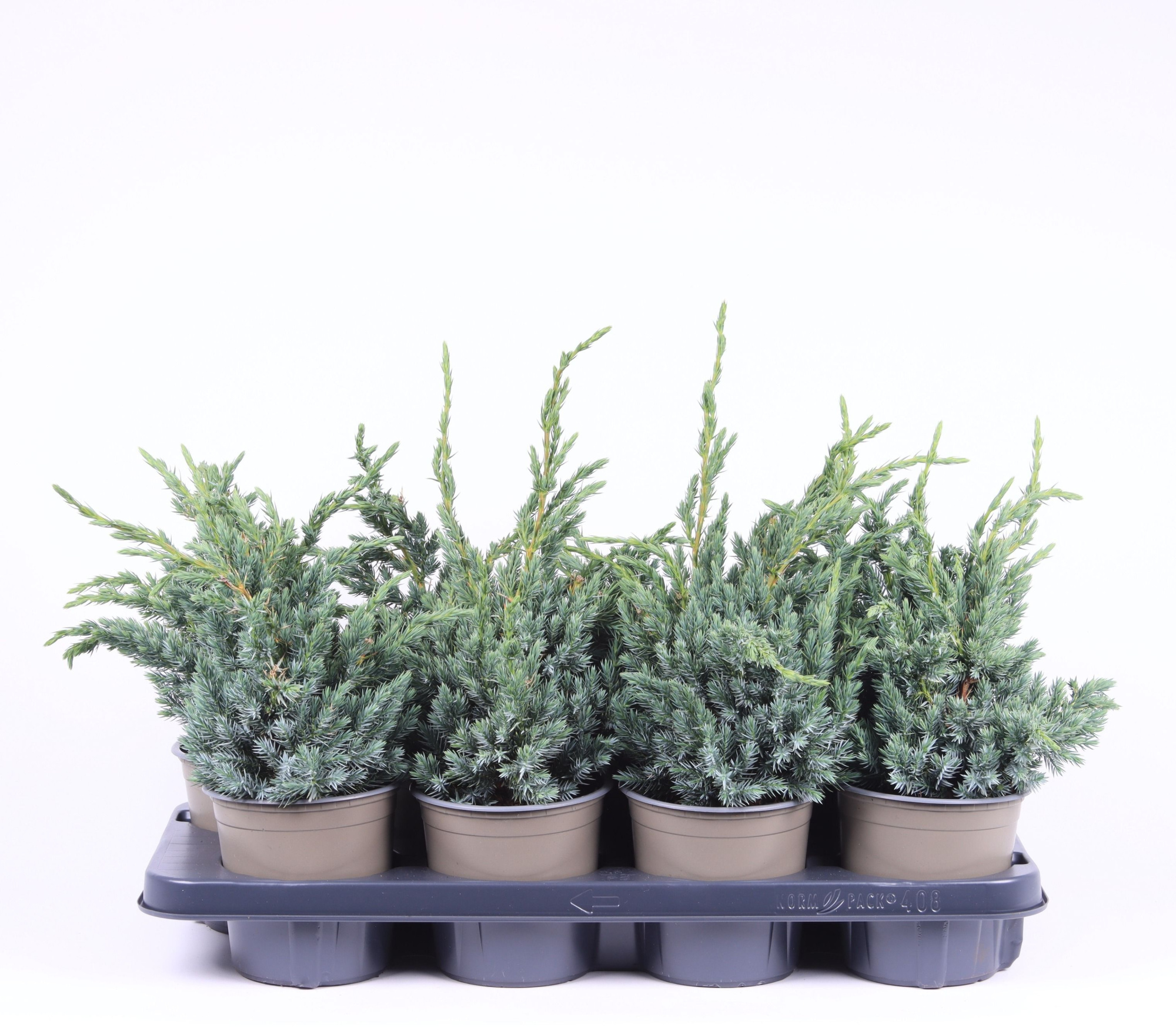 Juniperus squamata 'Meyeri', D 13