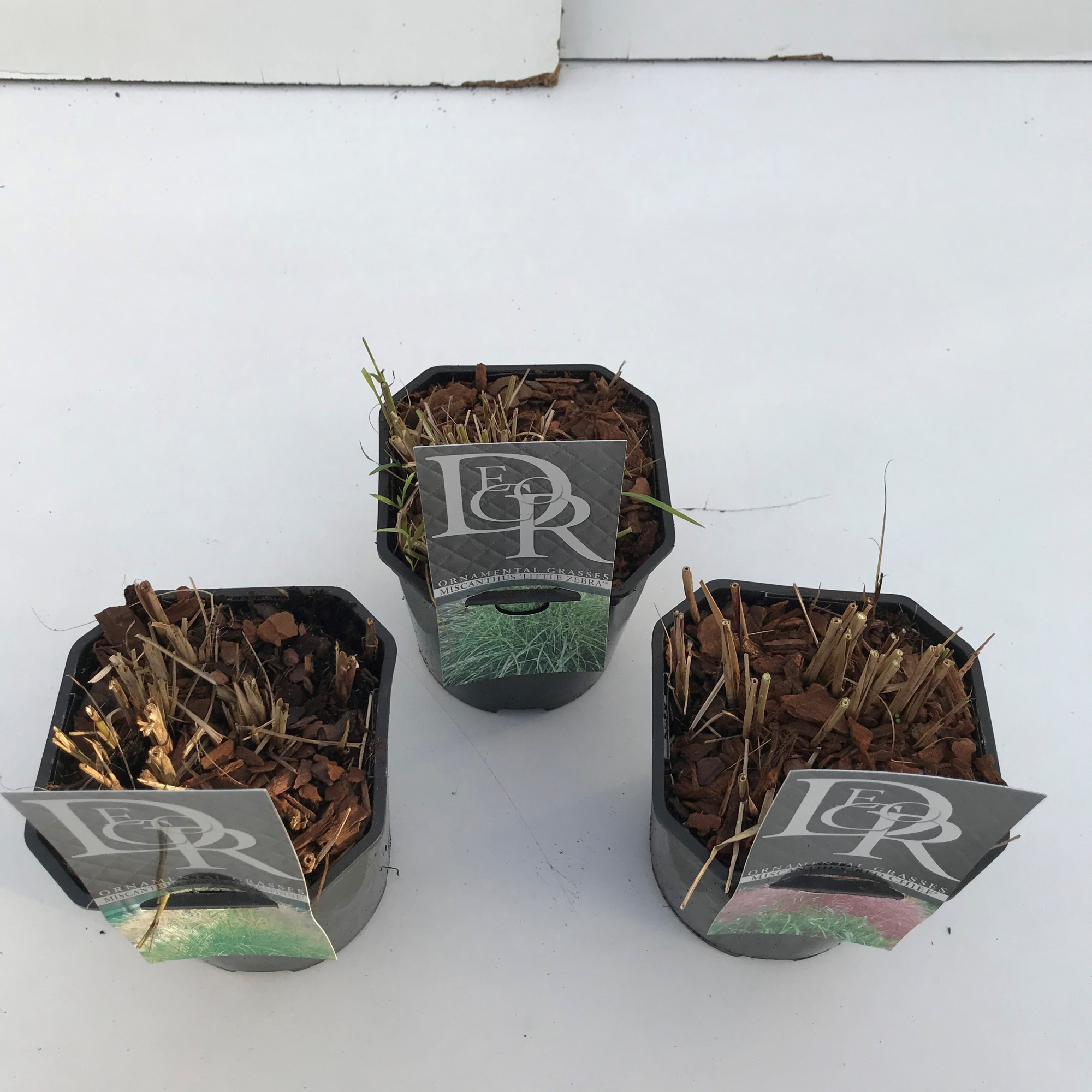 Miscanthus mix, D 17