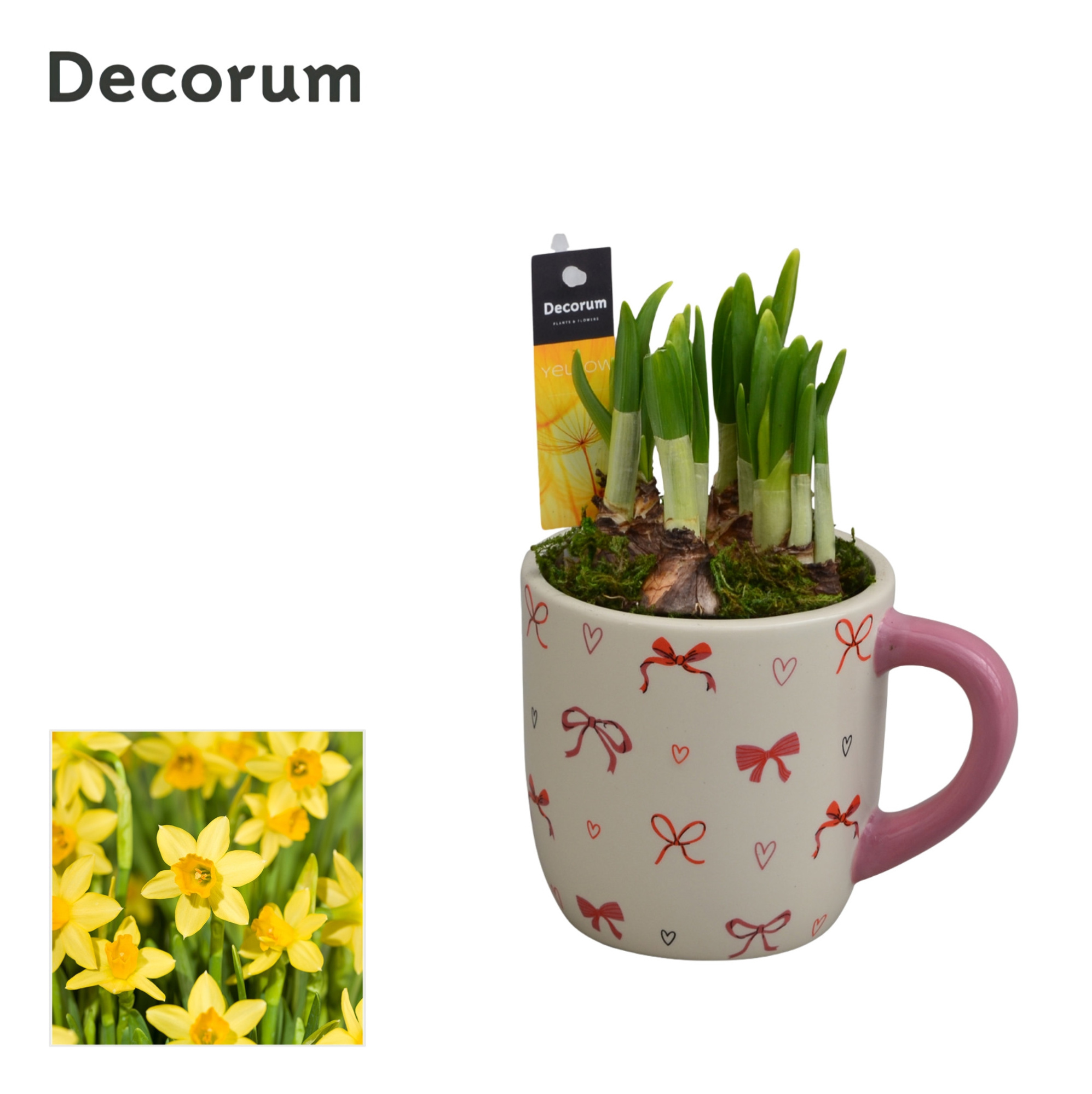 Narcis Cup of Cute GM HL15637, D 9