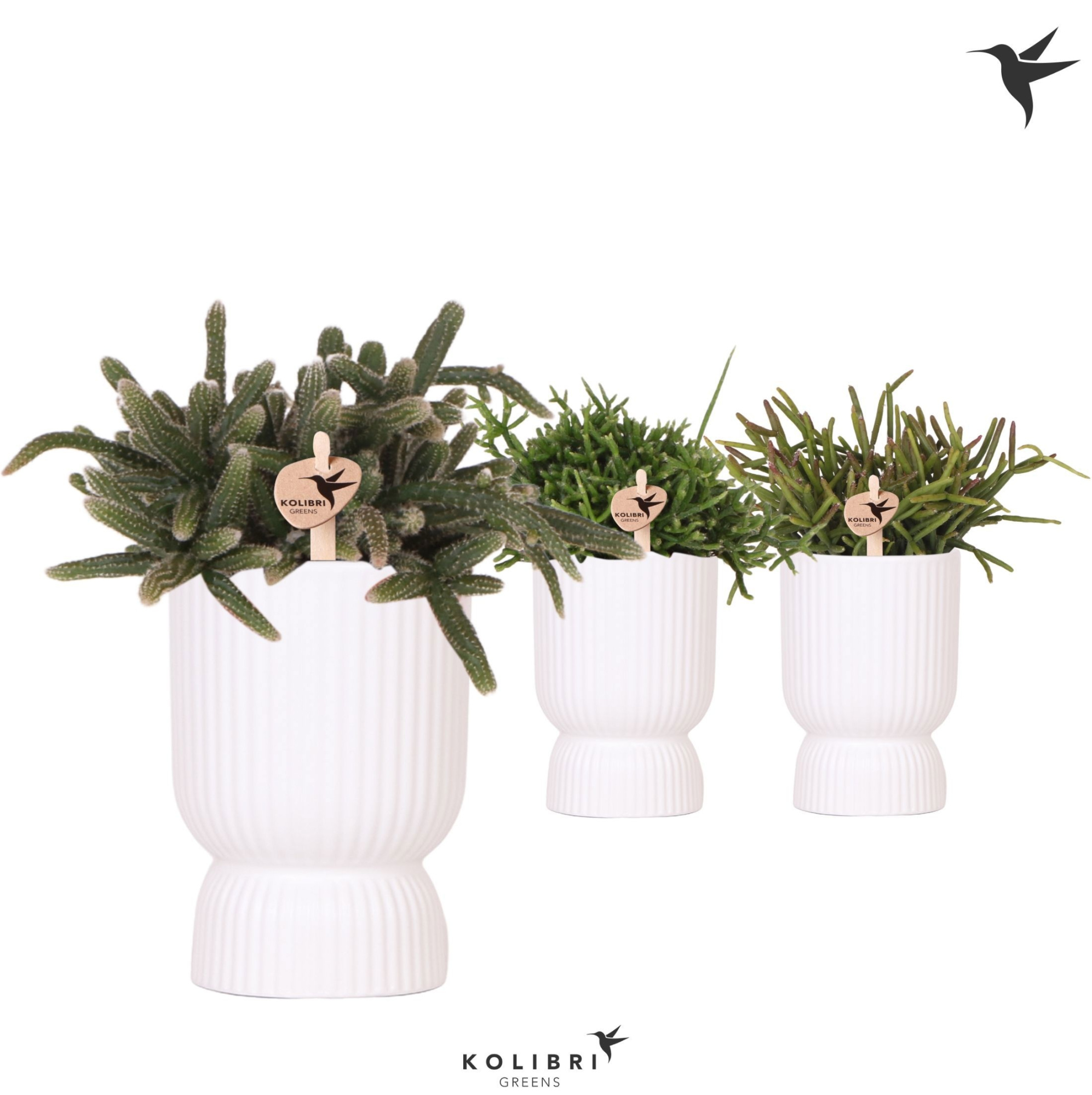 Kolibri Greens Rhipsalis mix in Diabolo pot white, D 9
