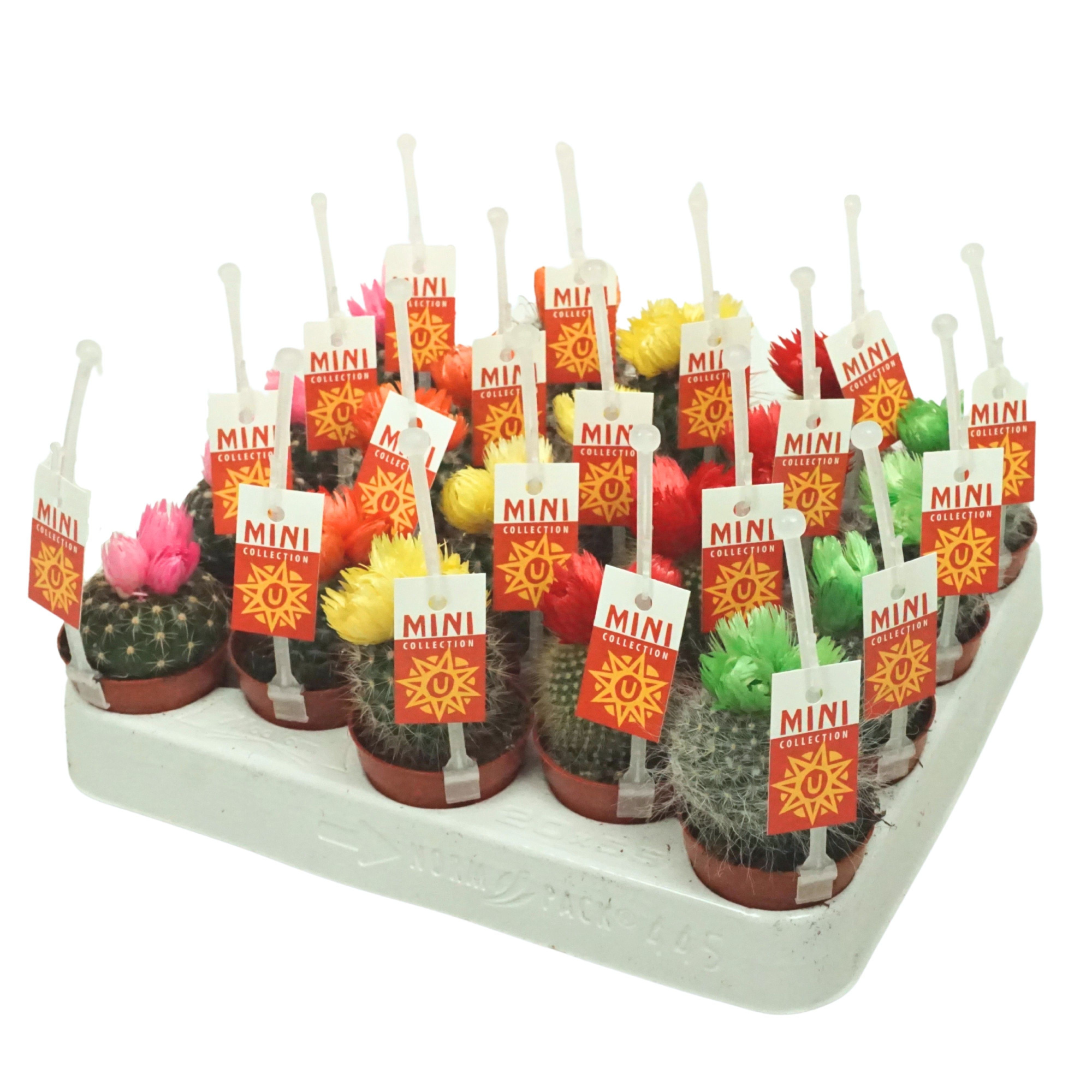 Cactus 5,5 cm 3 plakbloemen met picker+etiket, D 5,5 cm