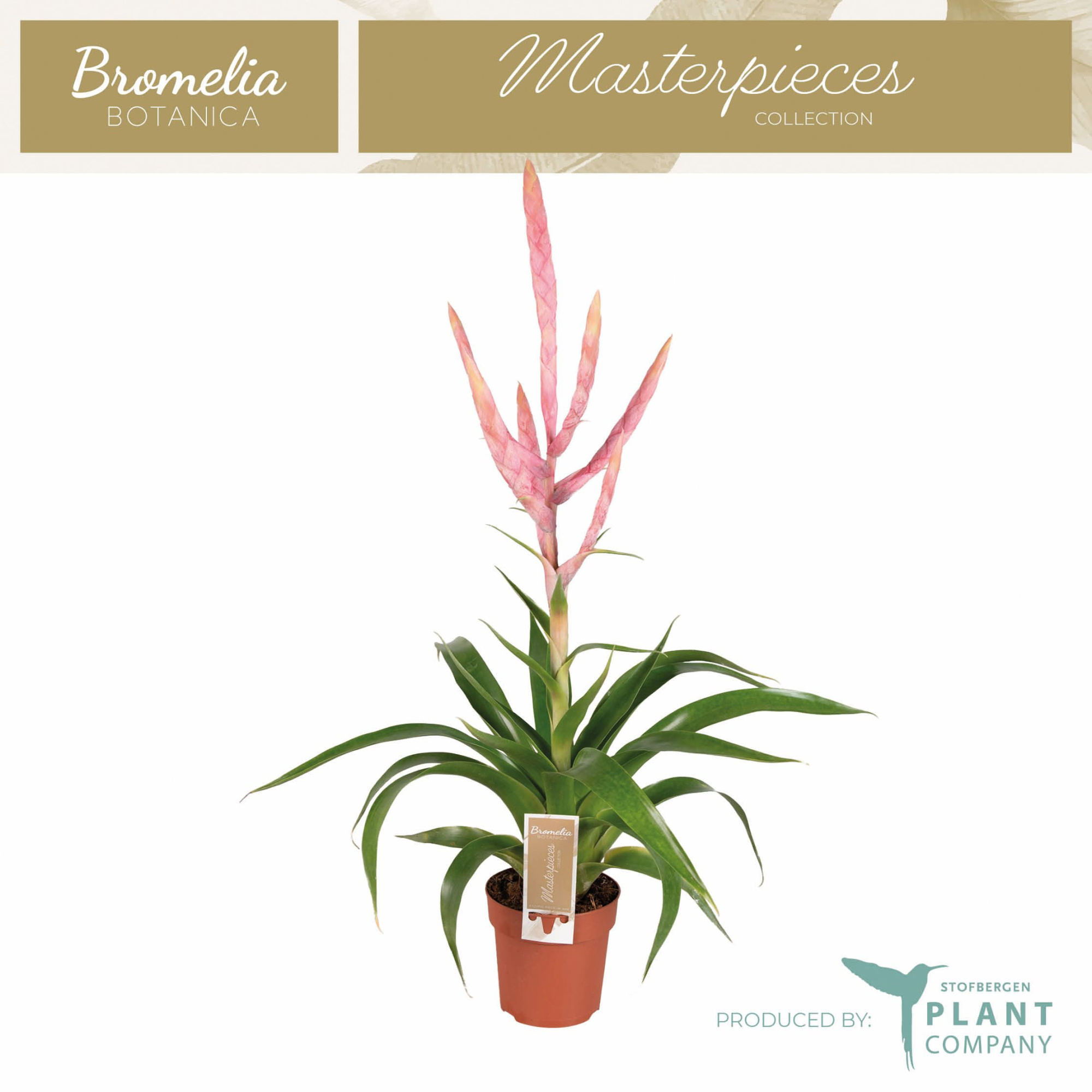 Tillandsia Dolce, D 12