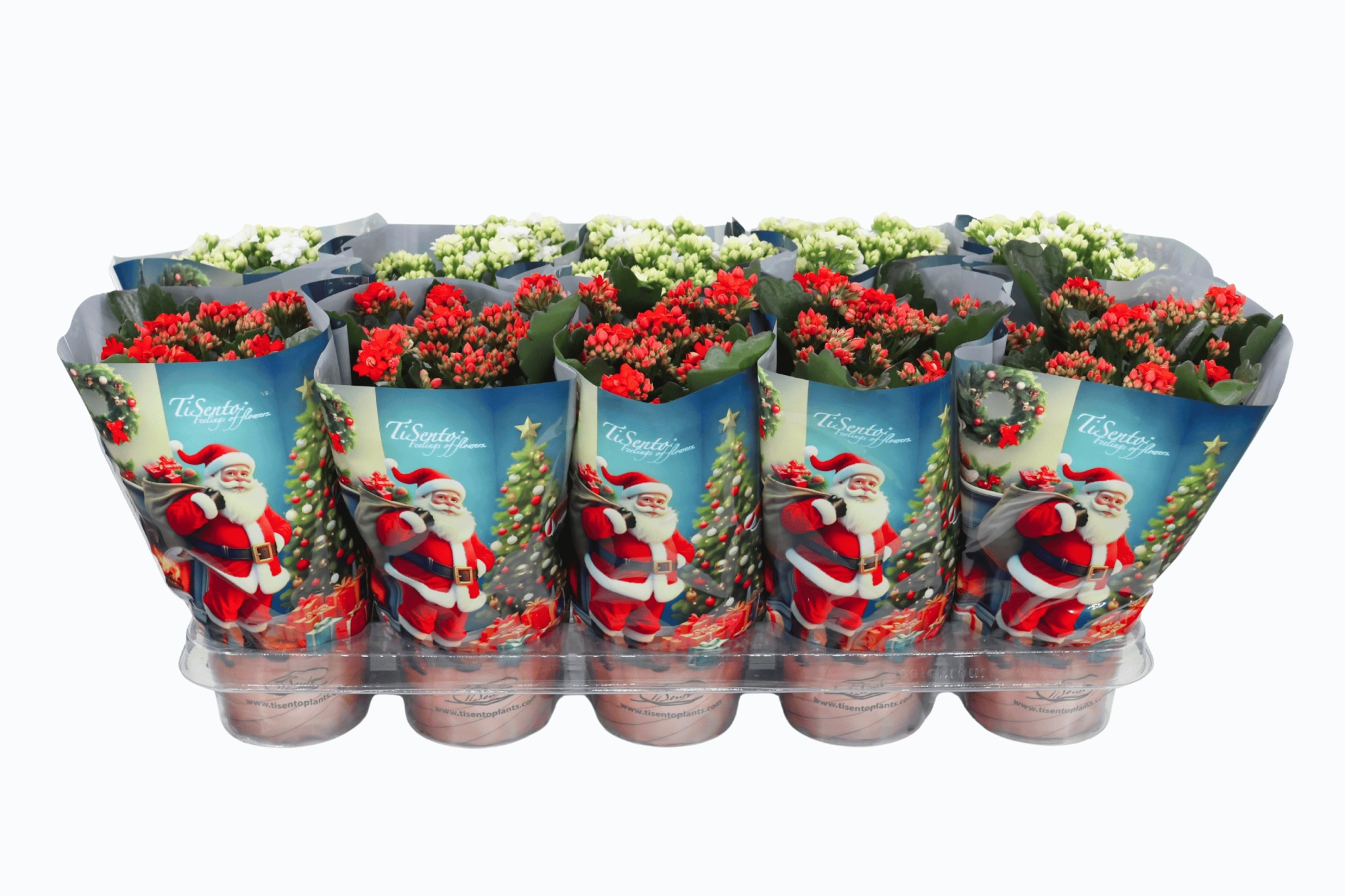 Calandiva rood wit 12 cm The Christmas wish, D 12 cm