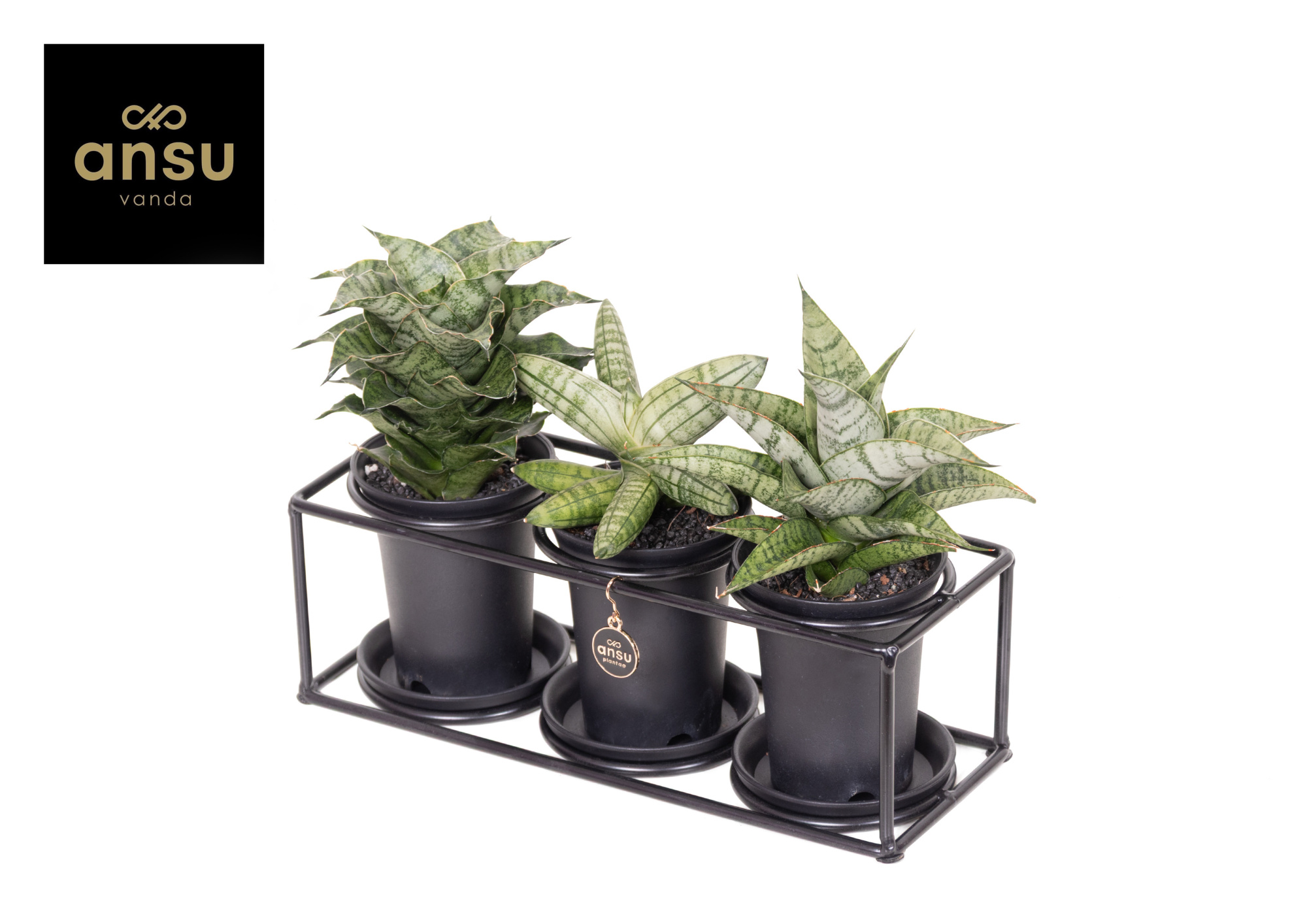 Sansevieria Trio in design frame, D 25 cm