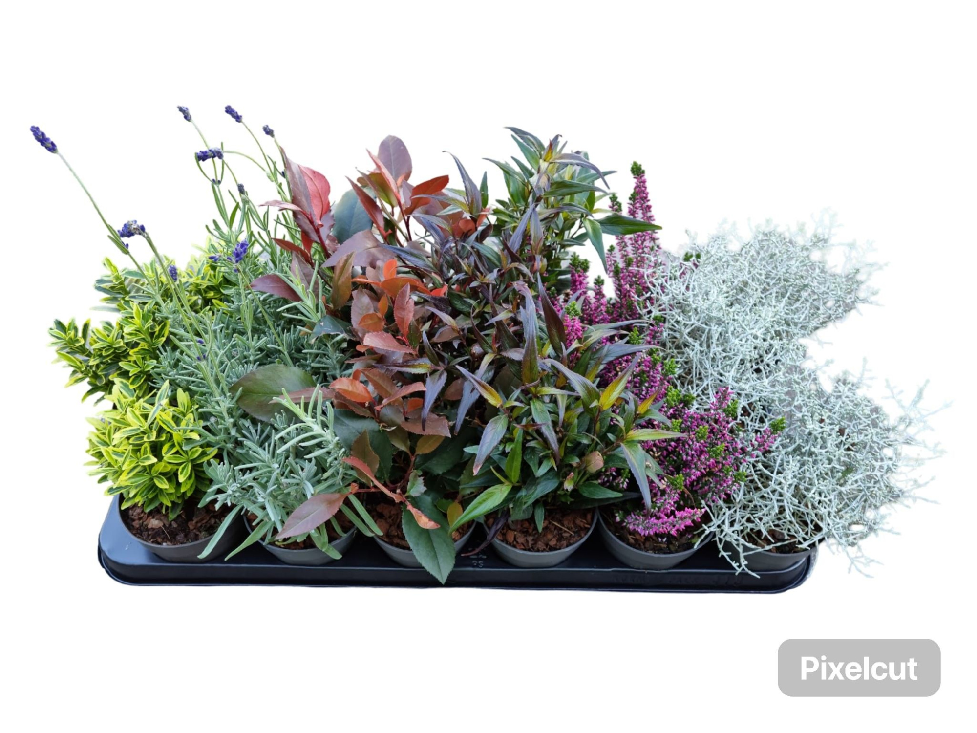 Heestermix 18-vaks, D 9 cm