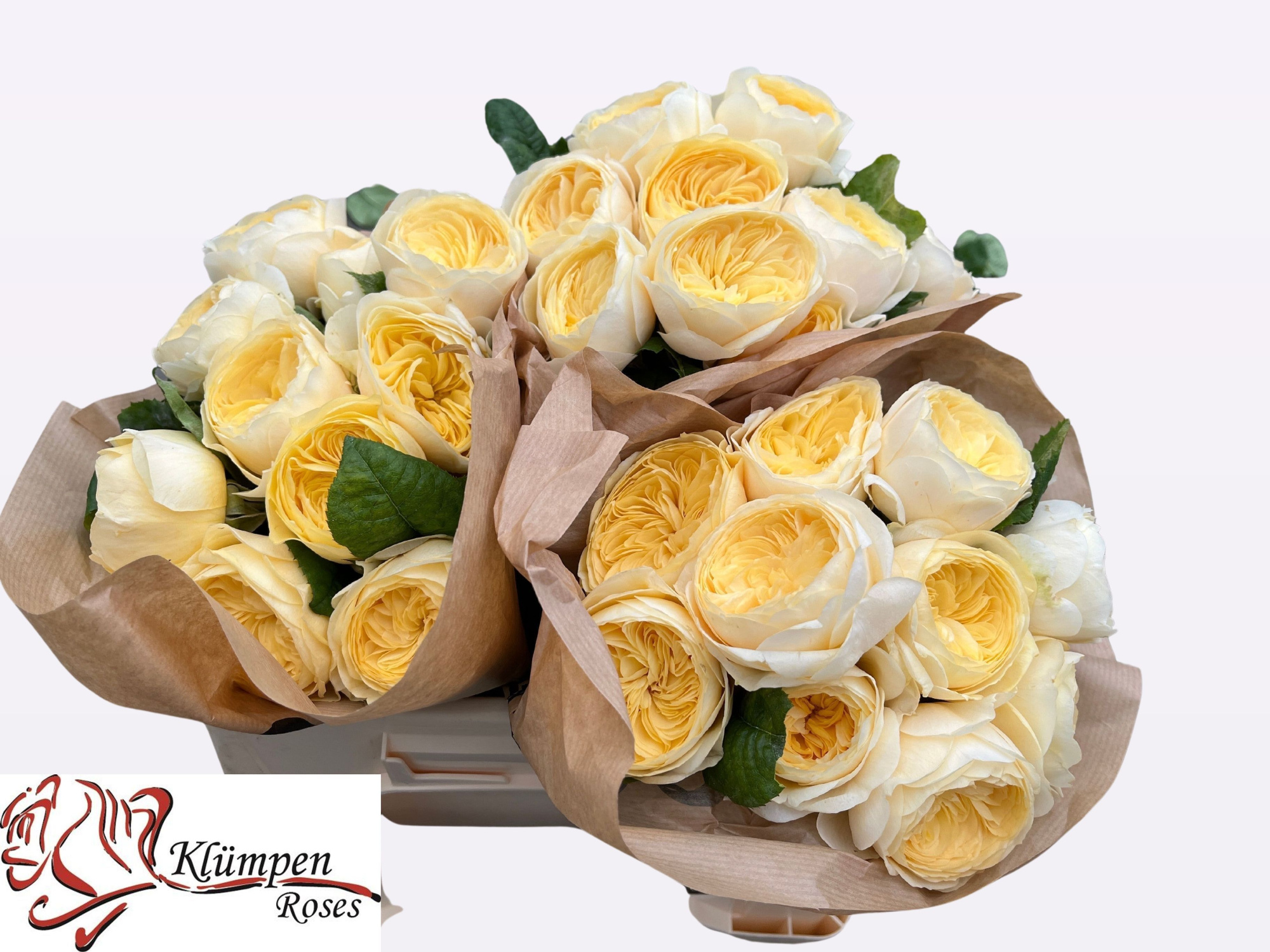 Роза од. Нона! 30, шт.