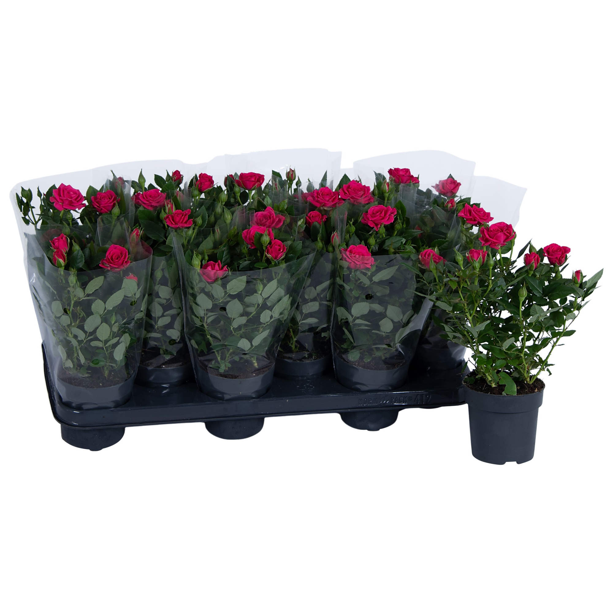 Nolina Roses Ø 10.5 cm Deep pink Blanco sleeve, D 10,5 cm