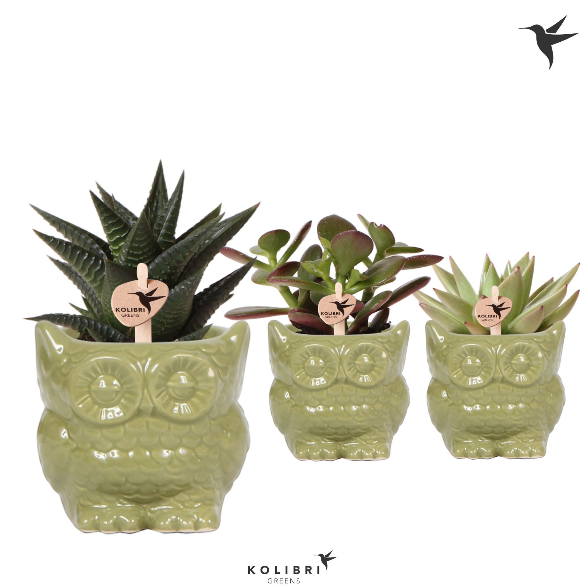 Kolibri Greens Succulenten mix in Owl pot green, D 6 cm
