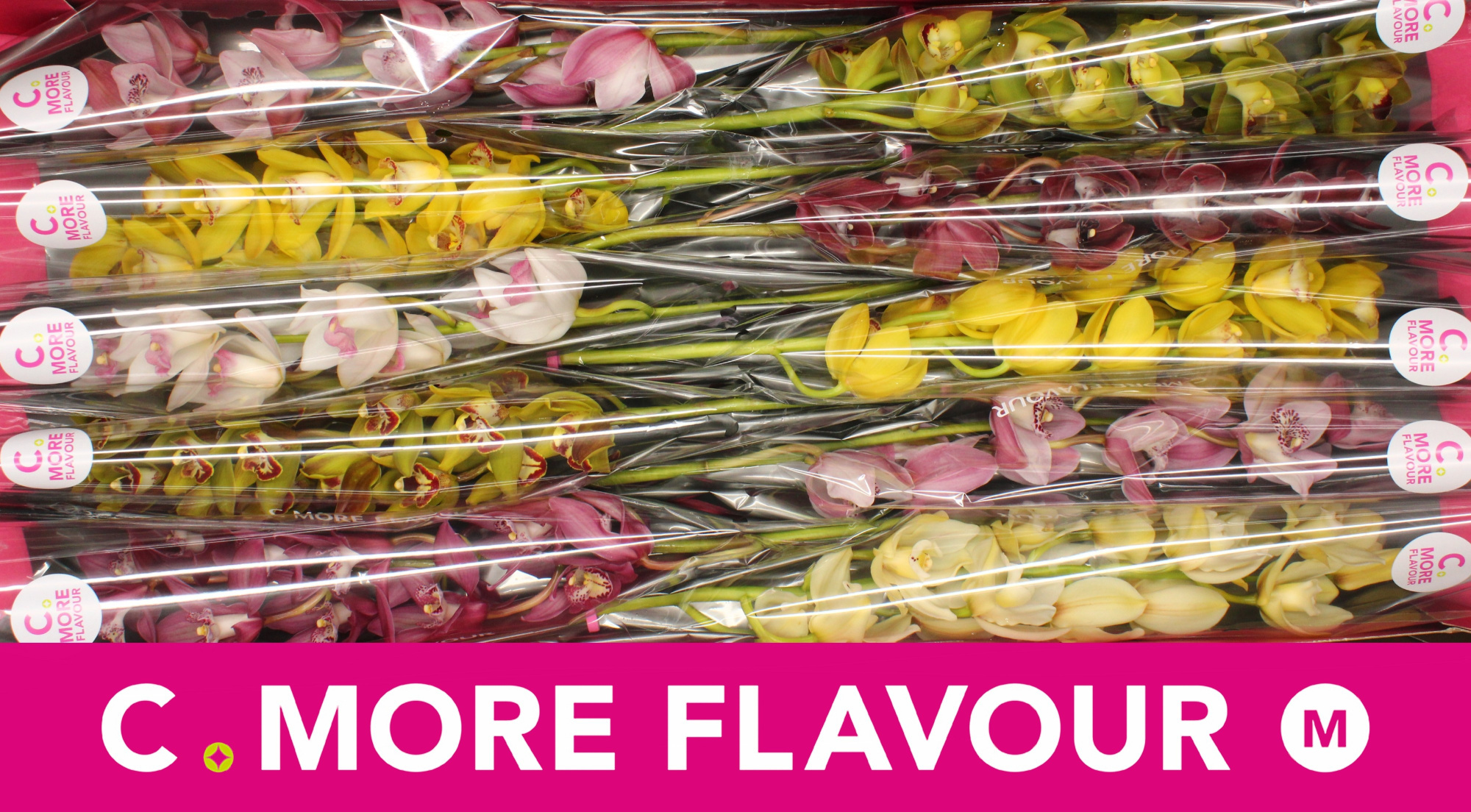 Цимбидиум мини Микс x10 60, шт.