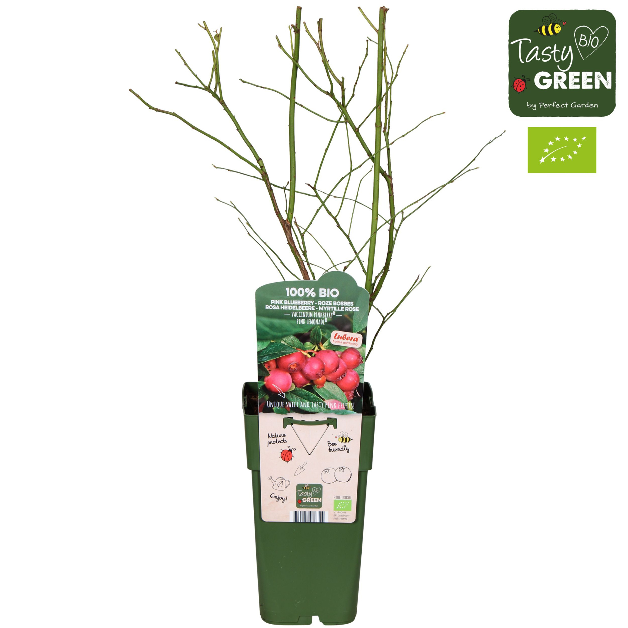 Vaccinium Pink Lemonade® Bio P15, D 15