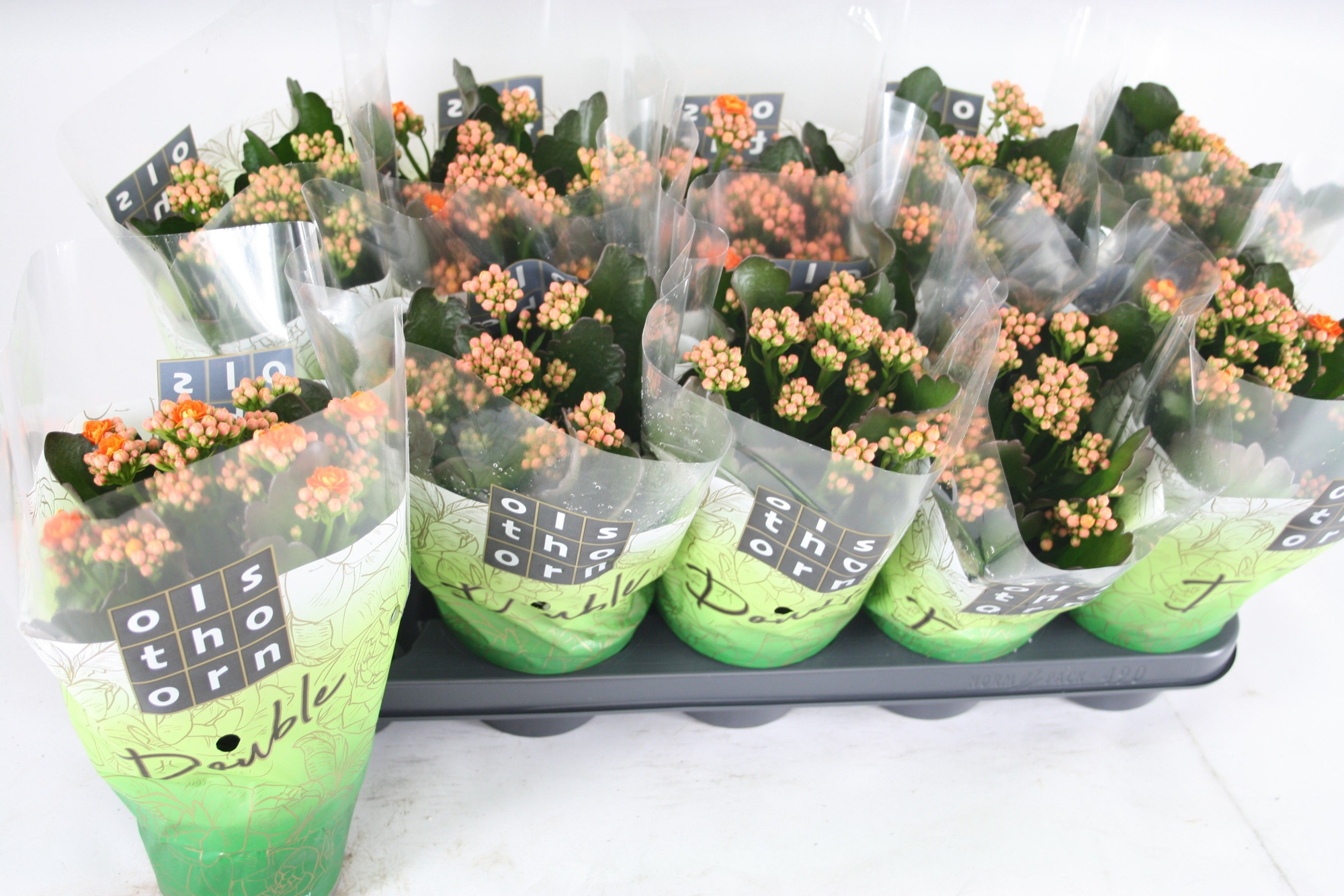 Gevuld 12 cm Oranje, D 12 cm