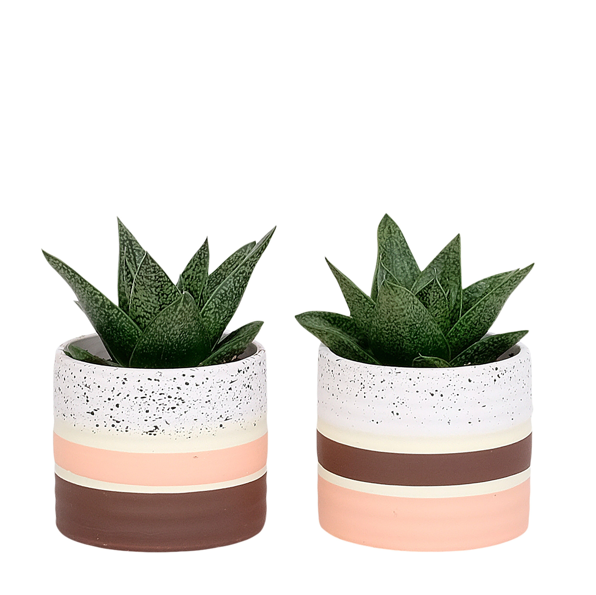 Reykjavik Love with Succulent mix, D 9