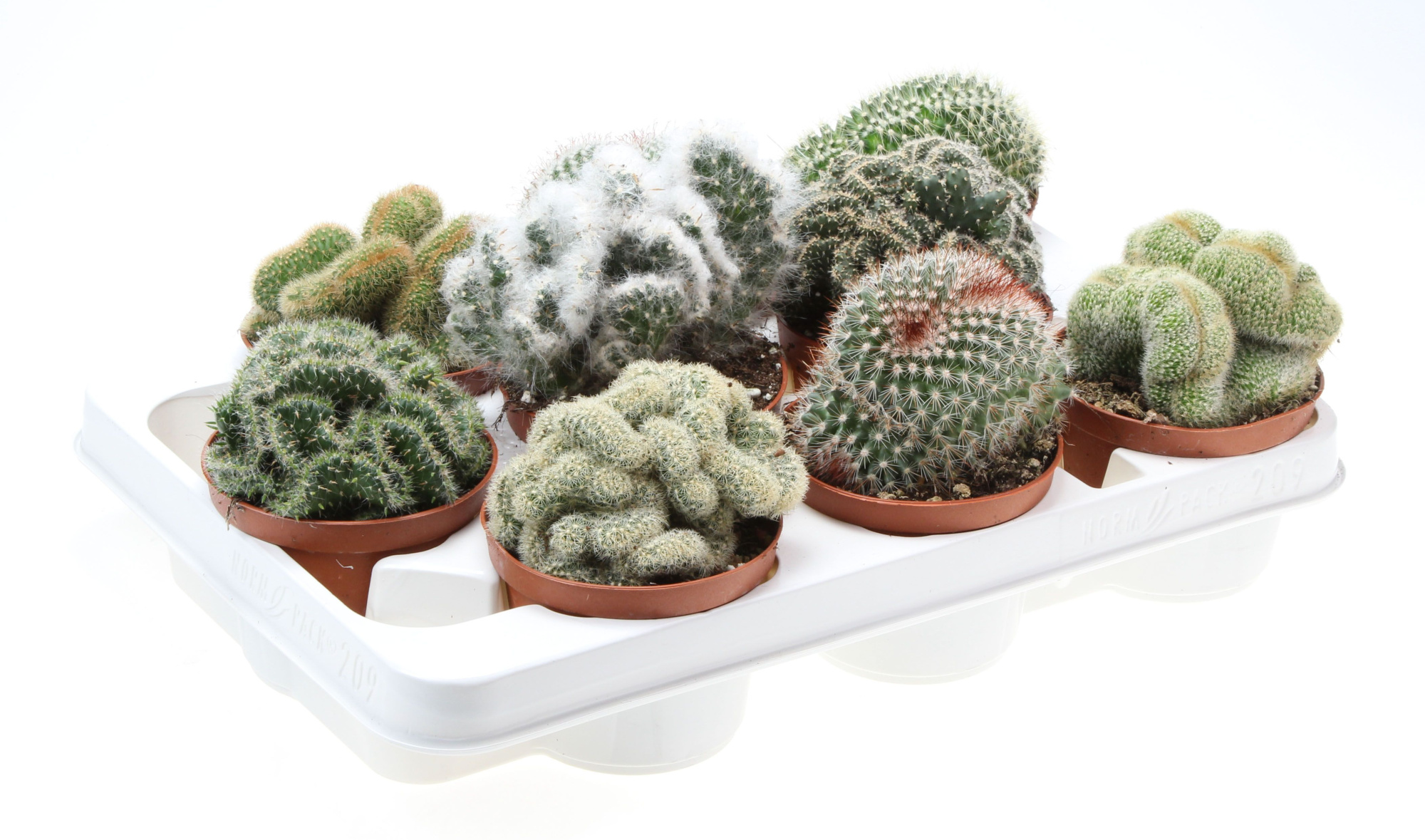Cactus cristaat mix, D 10,5 cm