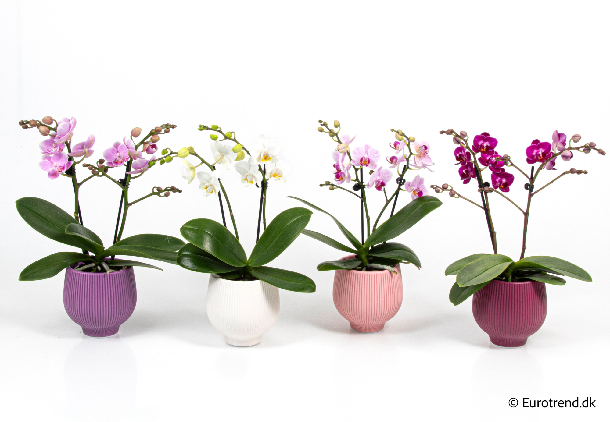 Phalaenopsis in Valentine ceramic 2026, D 9