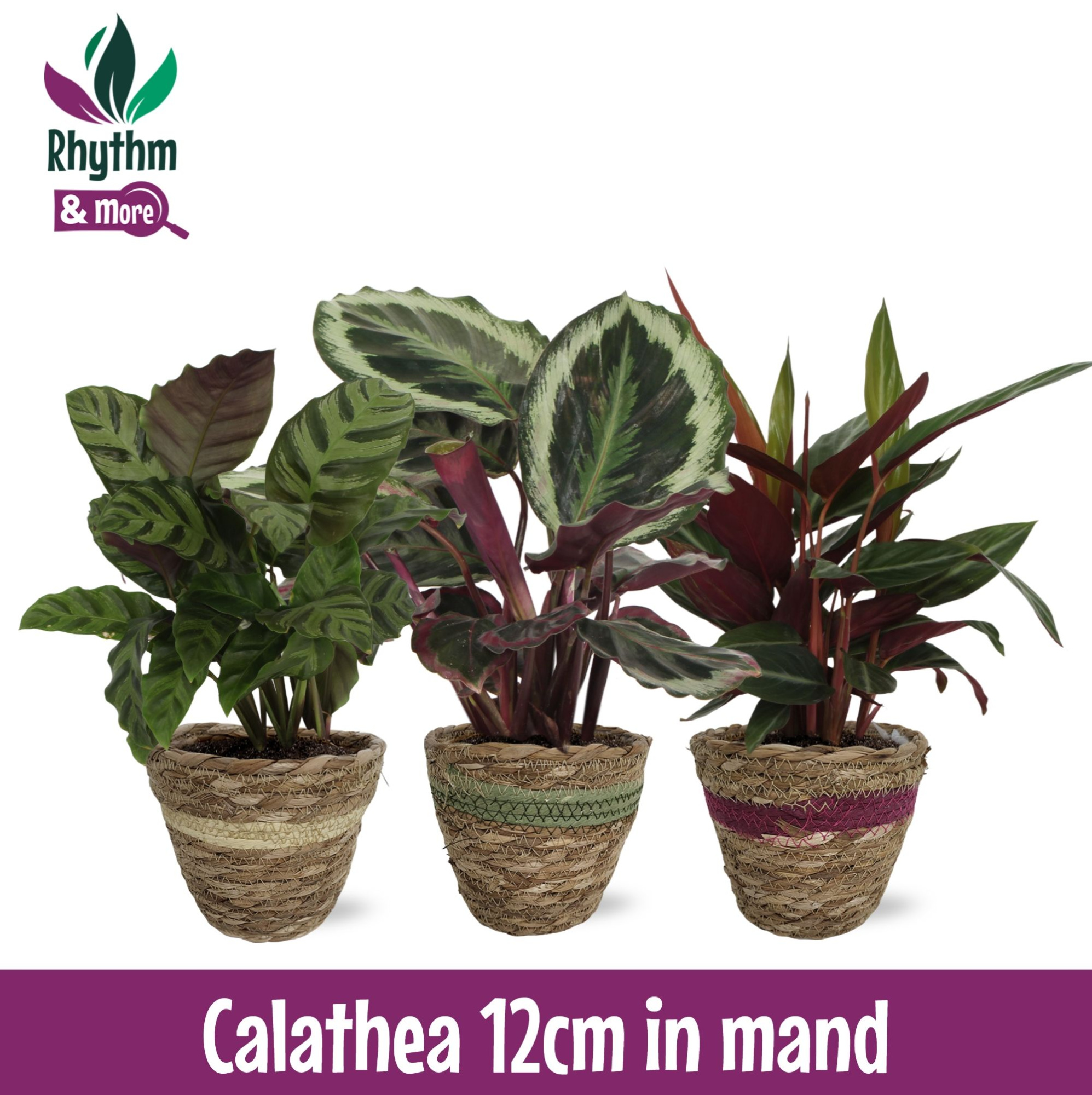 Calathea Mix in mand Rhythm & More, D 12 cm