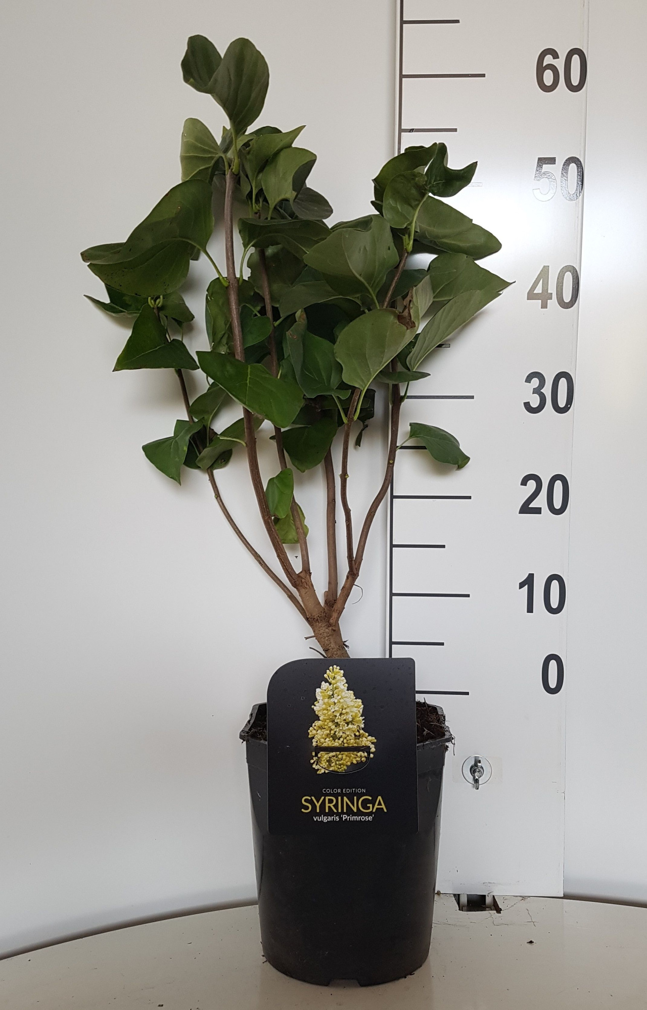 Syringa vulgaris Primrose, D 21