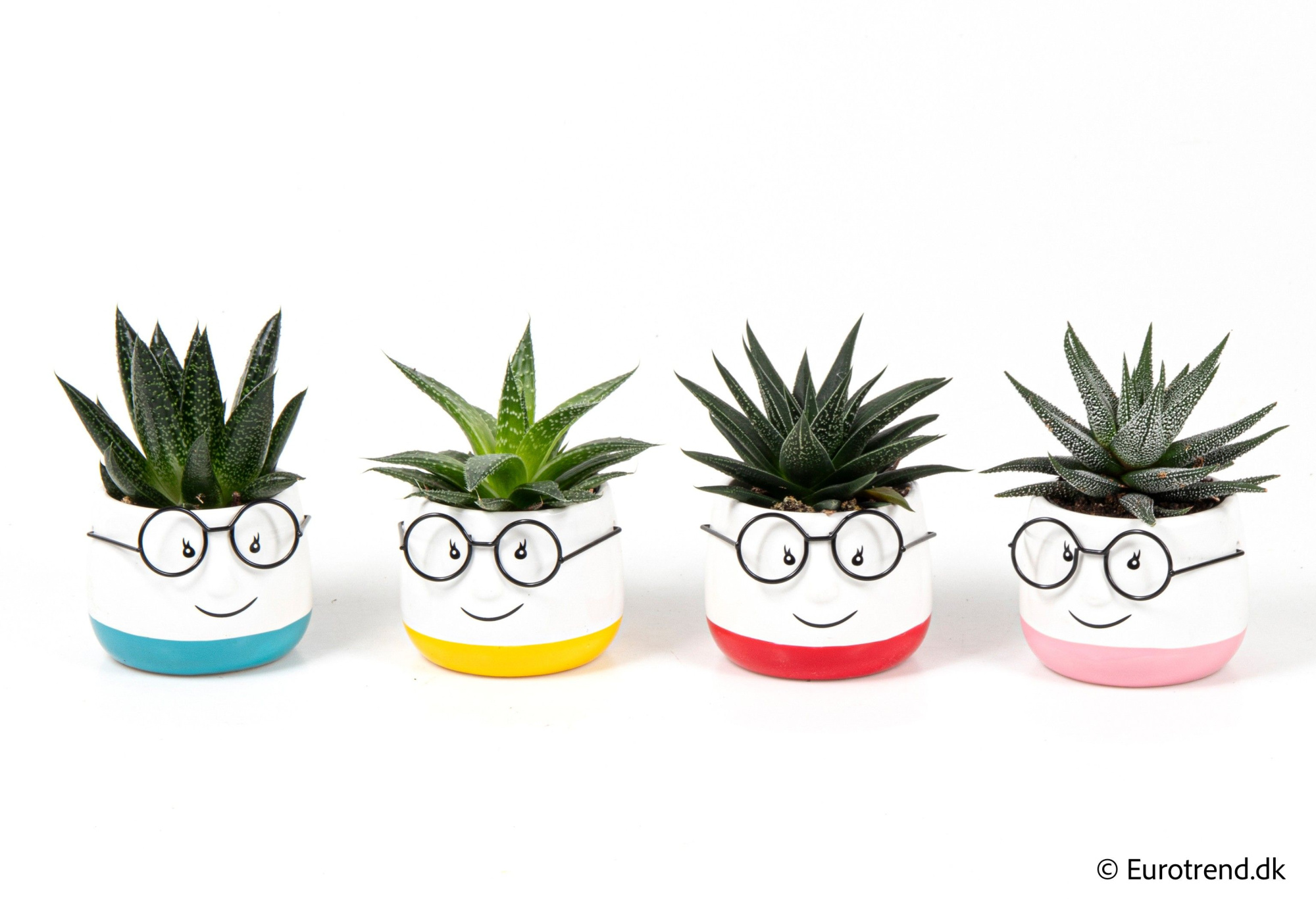 Succulent mix in ceramic with glasses - Spring, Summer & Autumn 2025, D 6 cm