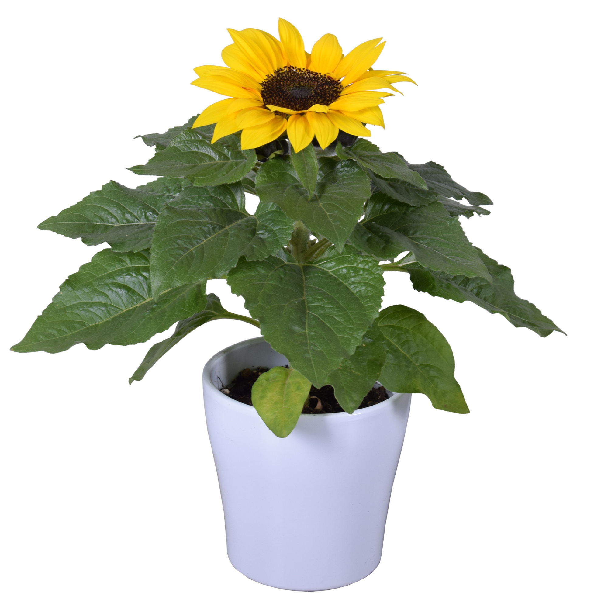 Helianthus 'Sunsation' in wit Bombé keramiek, D 14
