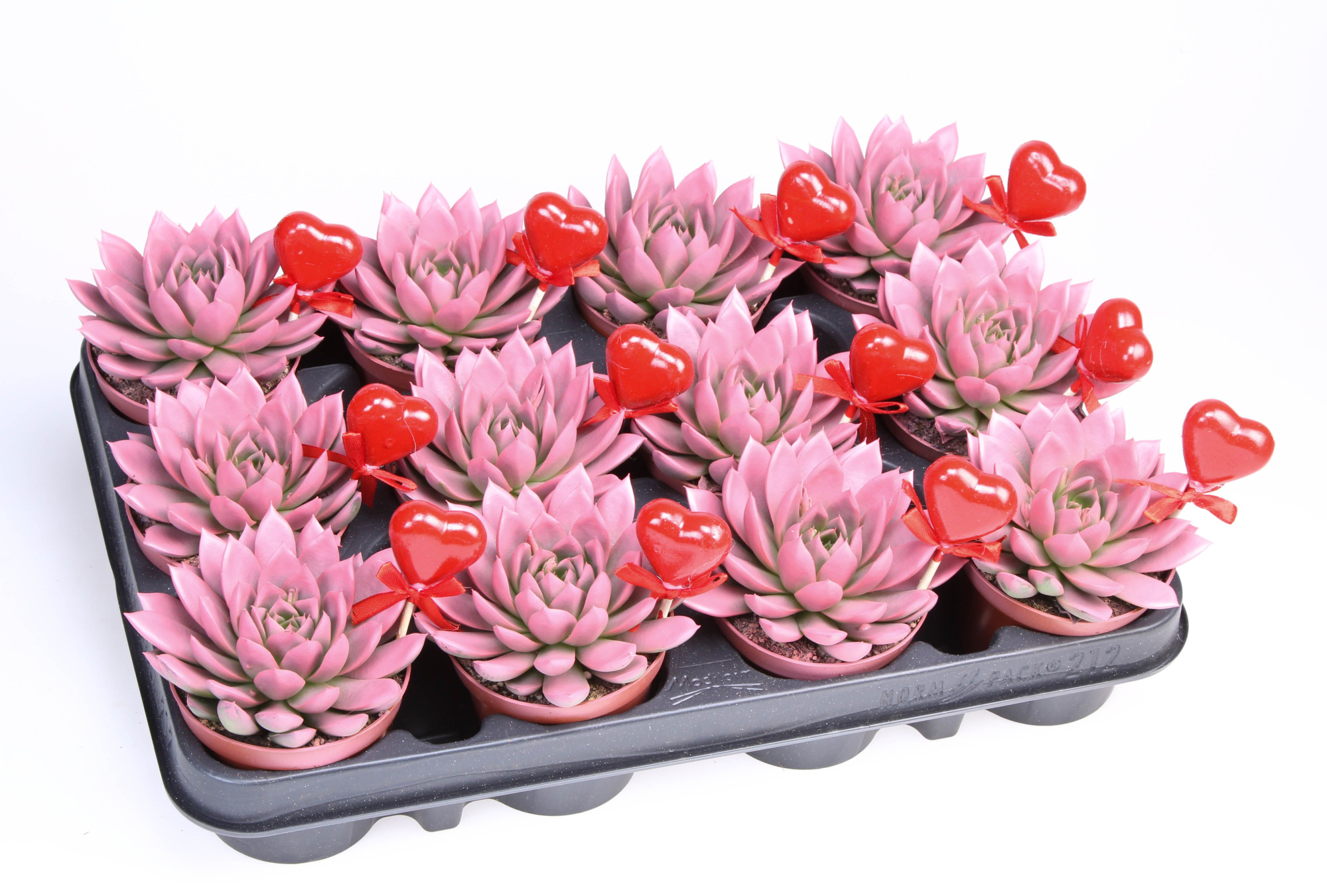 Miranda roze + hartje, D 8,5