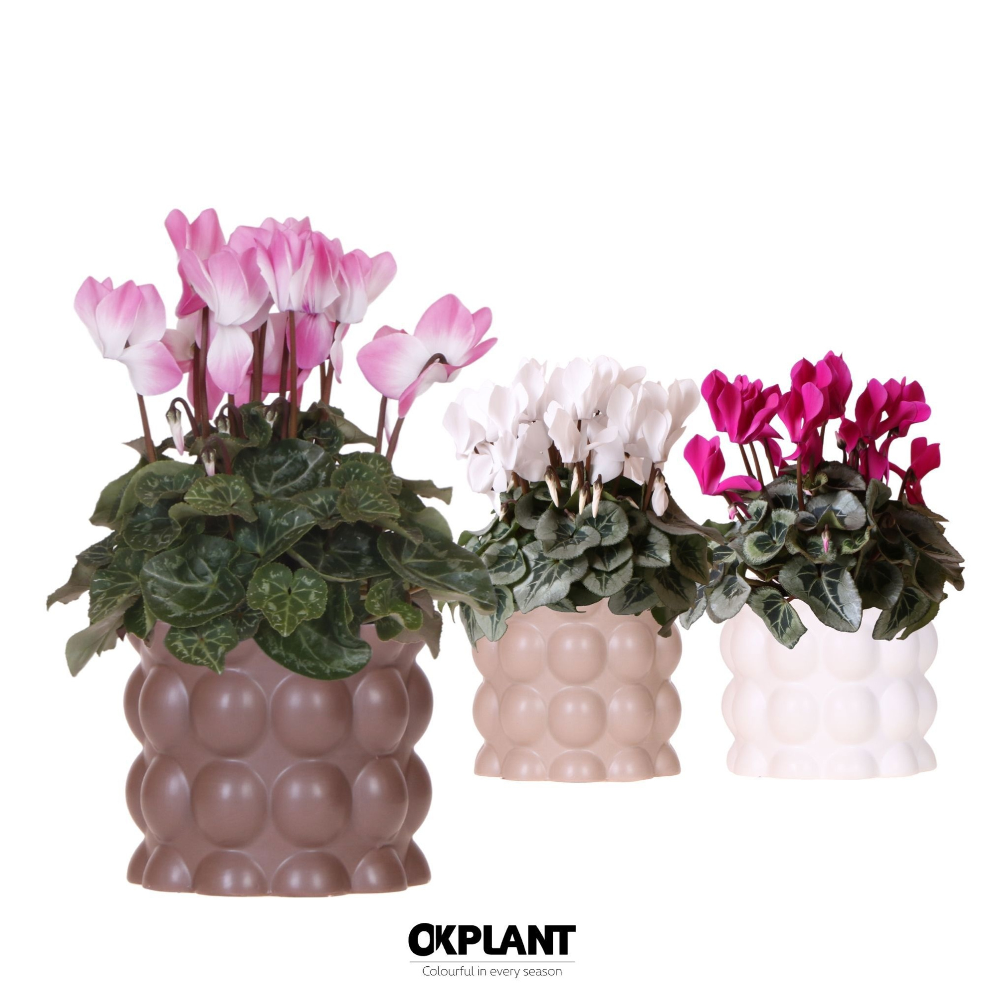 Cyclamen mix in Cotton pot sand mix, D 12 cm