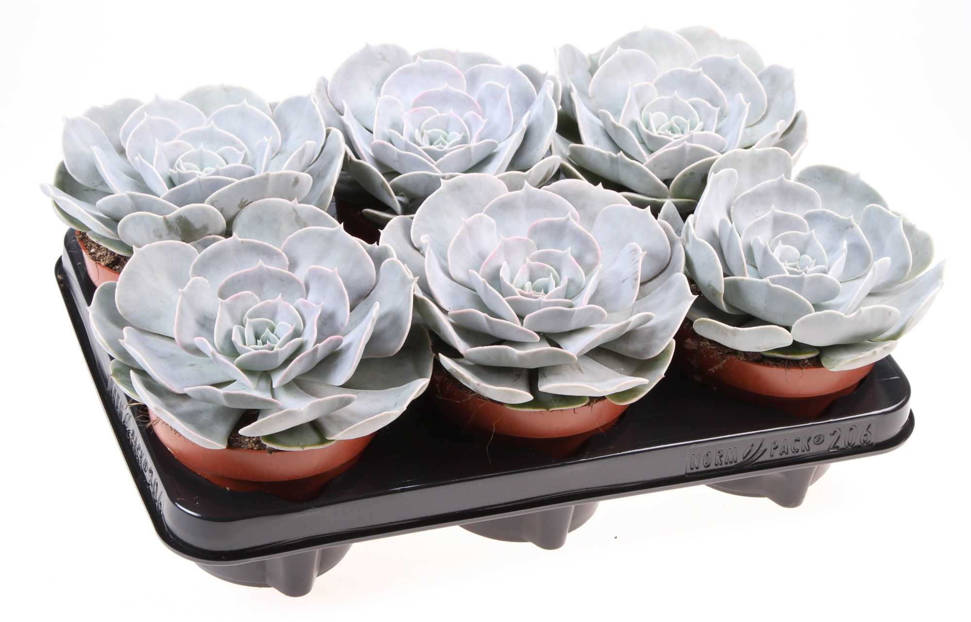 Echeveria Pollux, D 12 cm