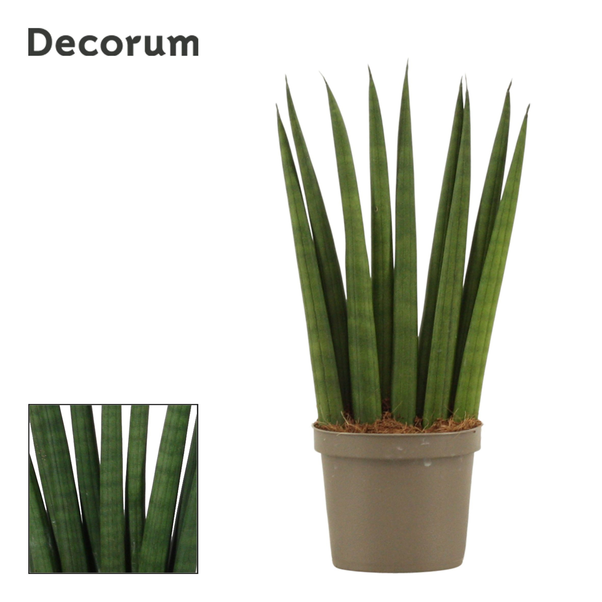 Sansevieria Cylindrica 9 cm Fan (Decorum), D 9 cm