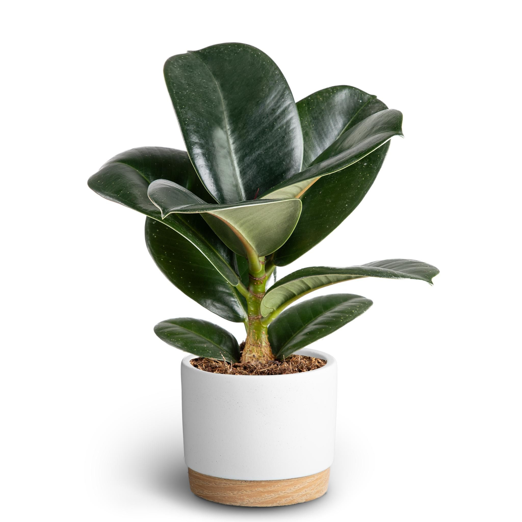 Woodbase White, Ficus elastica ´Sofia´, D 10 cm