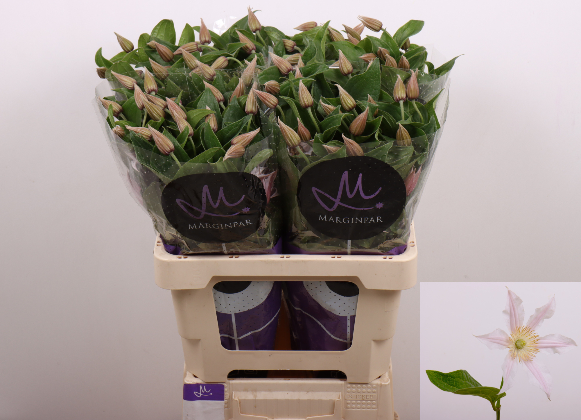 Клематис Эмейзин Канзас 60, шт.