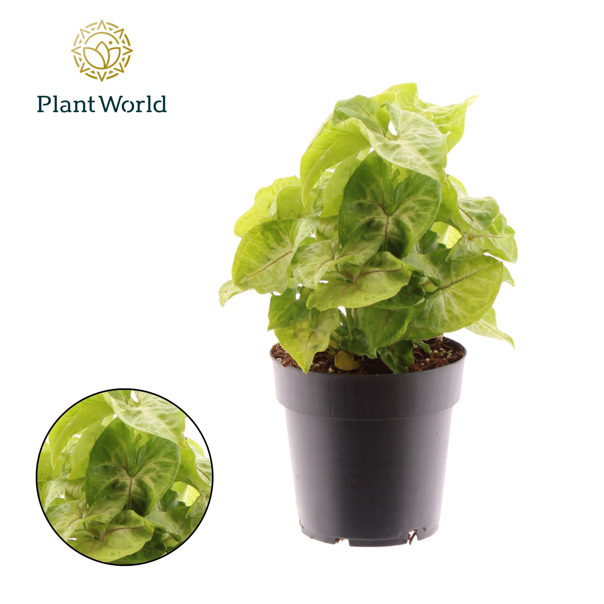 Syngonium Golden, D 14 cm
