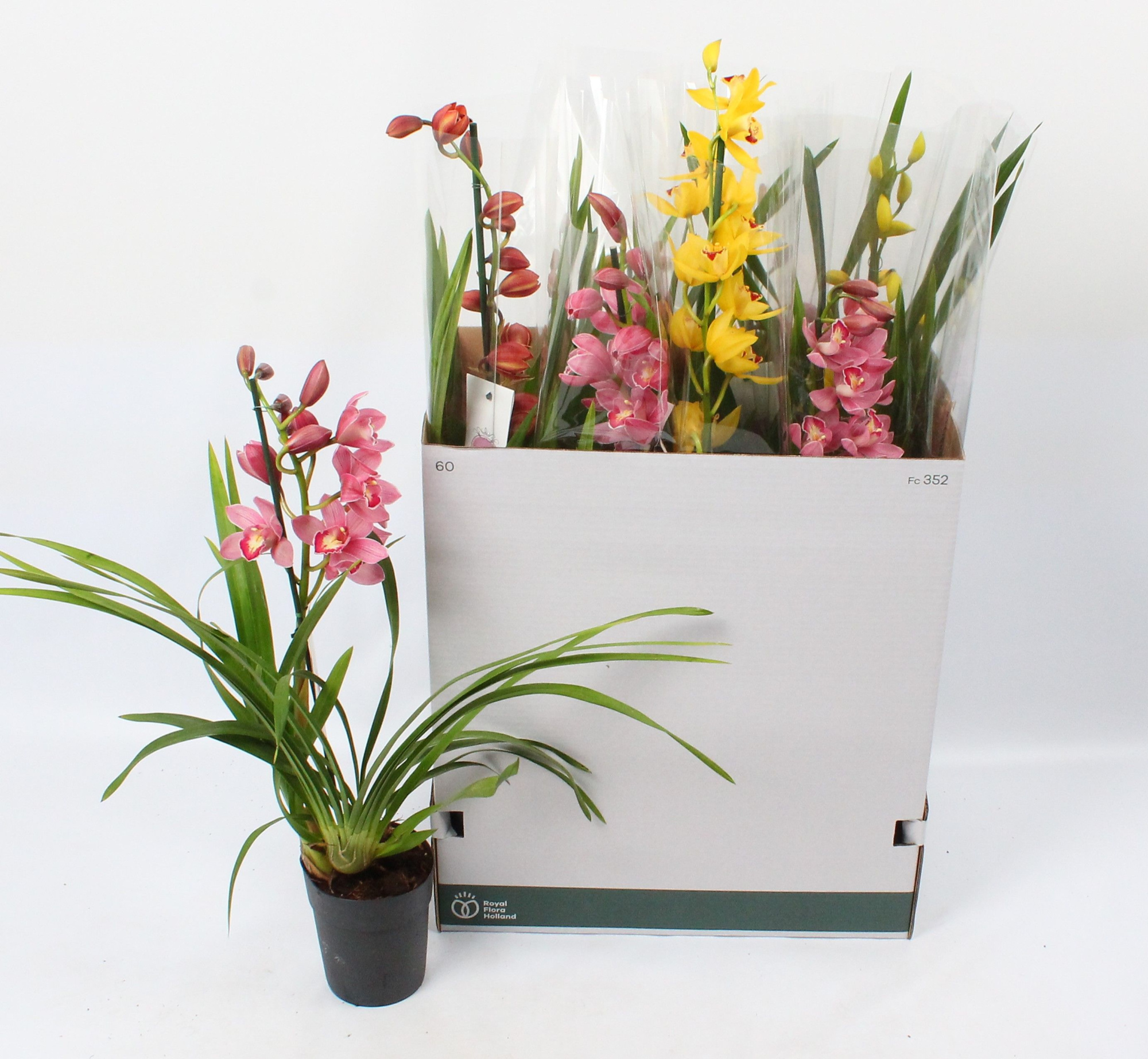 Cymbidium mix 1 tak open bloem, D 14 cm