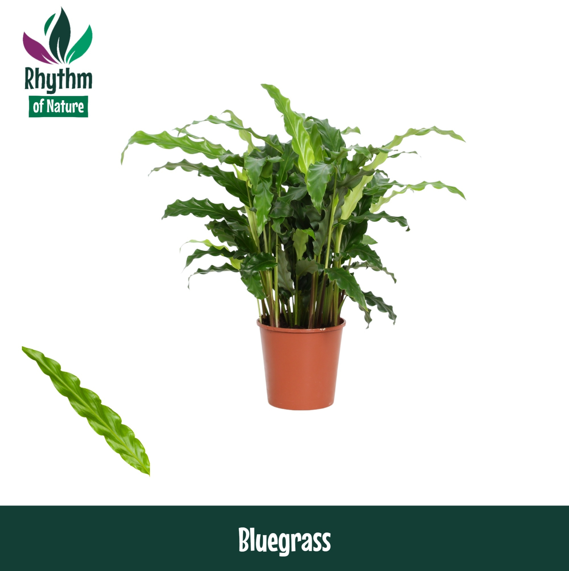 Calathea 12cm Bluegrass Rhythm of Nature, D 12 cm
